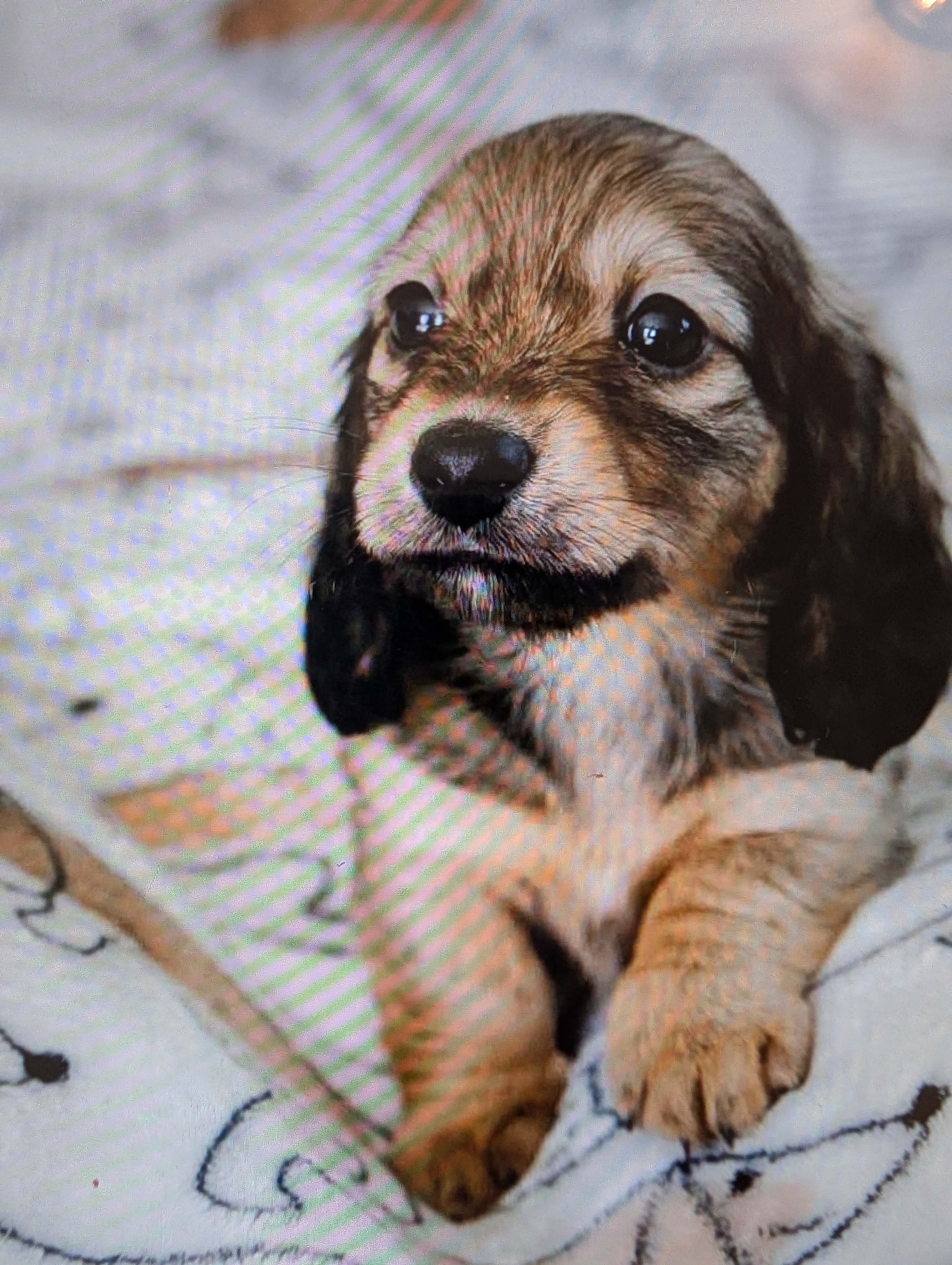 Help Me and My Dogs Stay Together campaign photo, 6 of 8