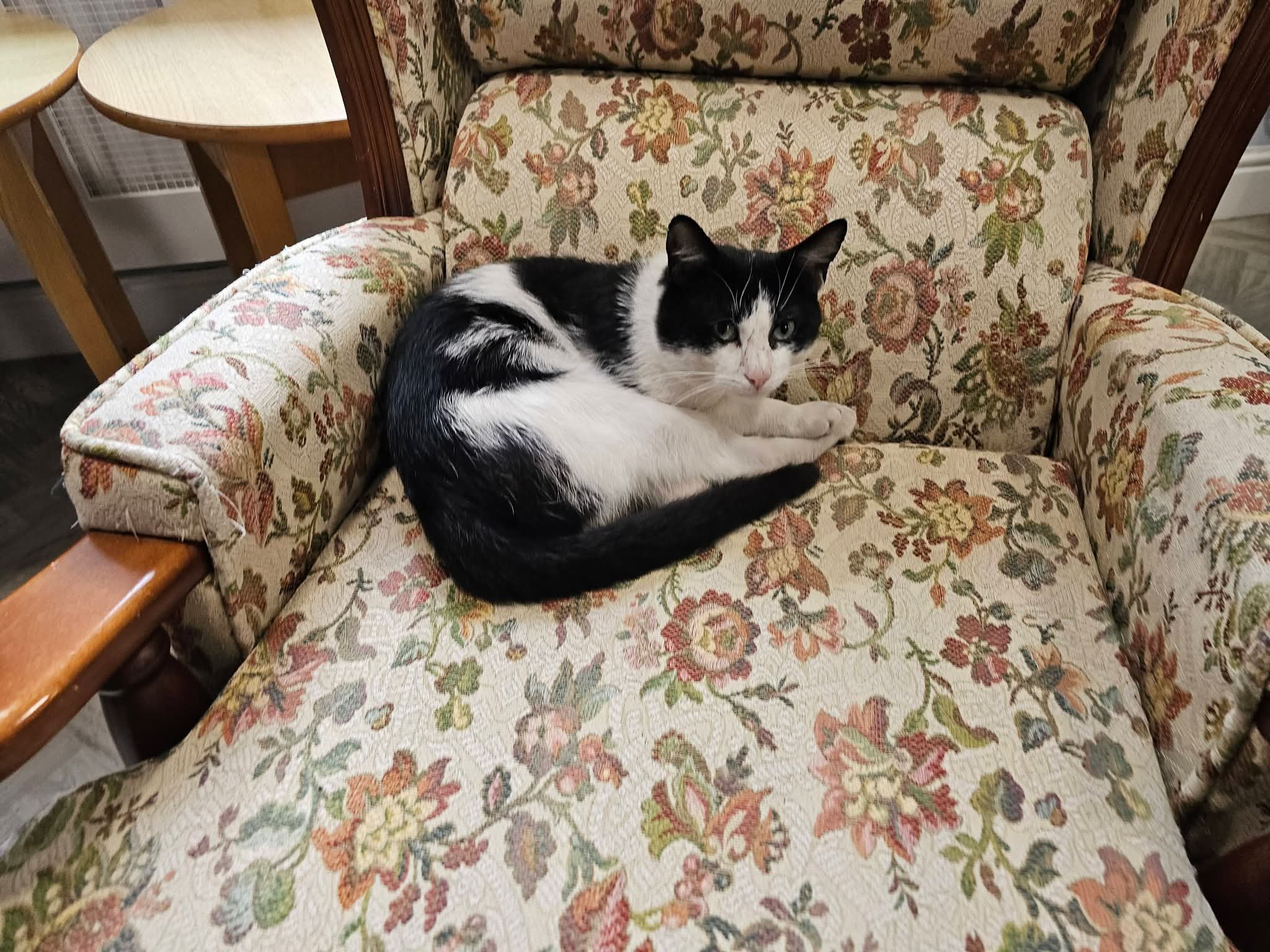 Help keep prince the cat at maderia house! campaign photo, 4 of 5