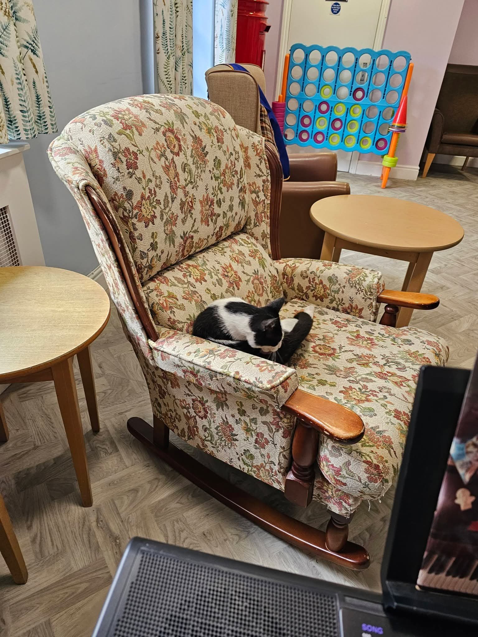 Help keep prince the cat at maderia house! campaign photo, 2 of 5