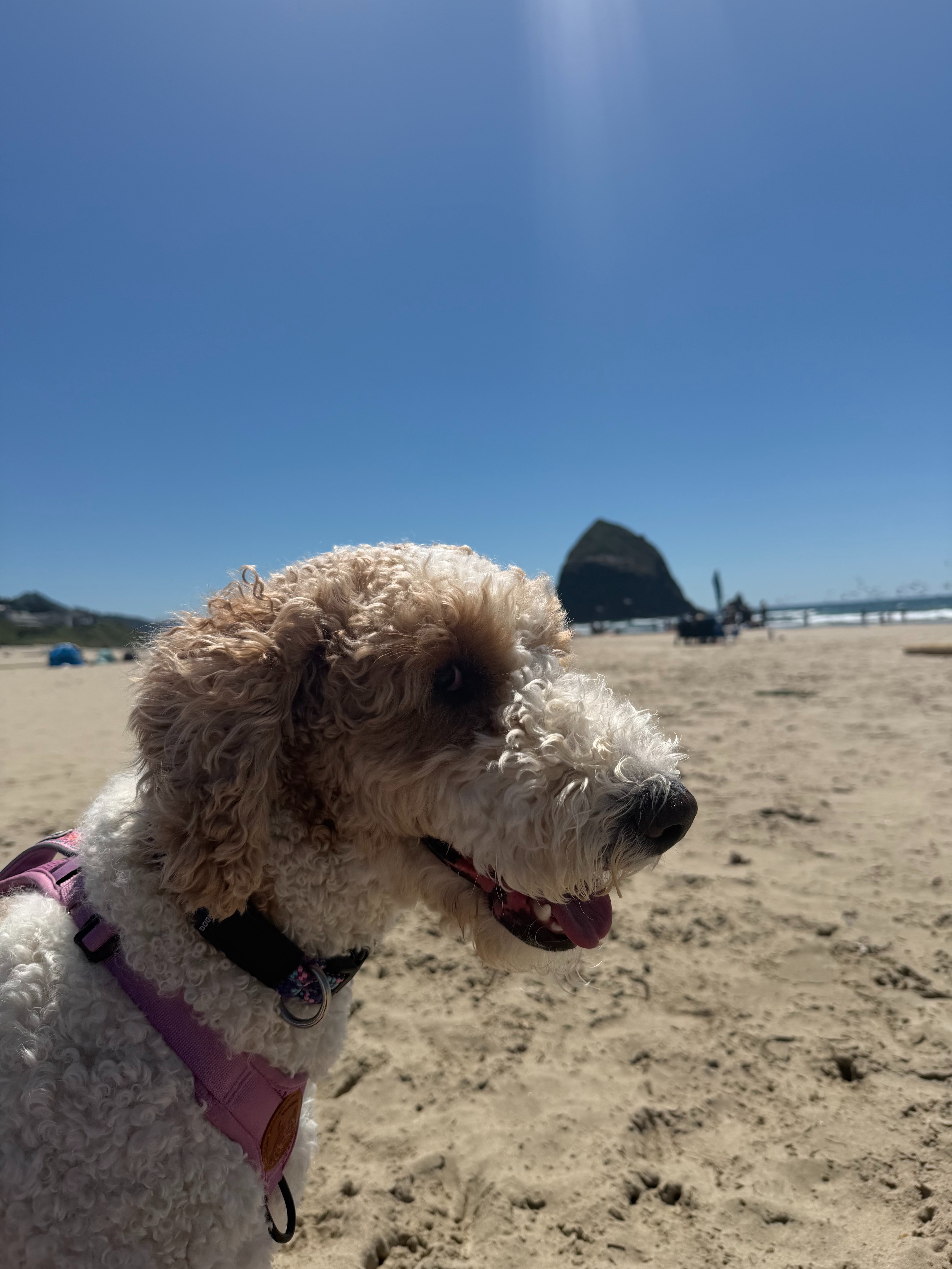 Please help Nova recover after traumatic dog attack campaign photo, 6 of 7