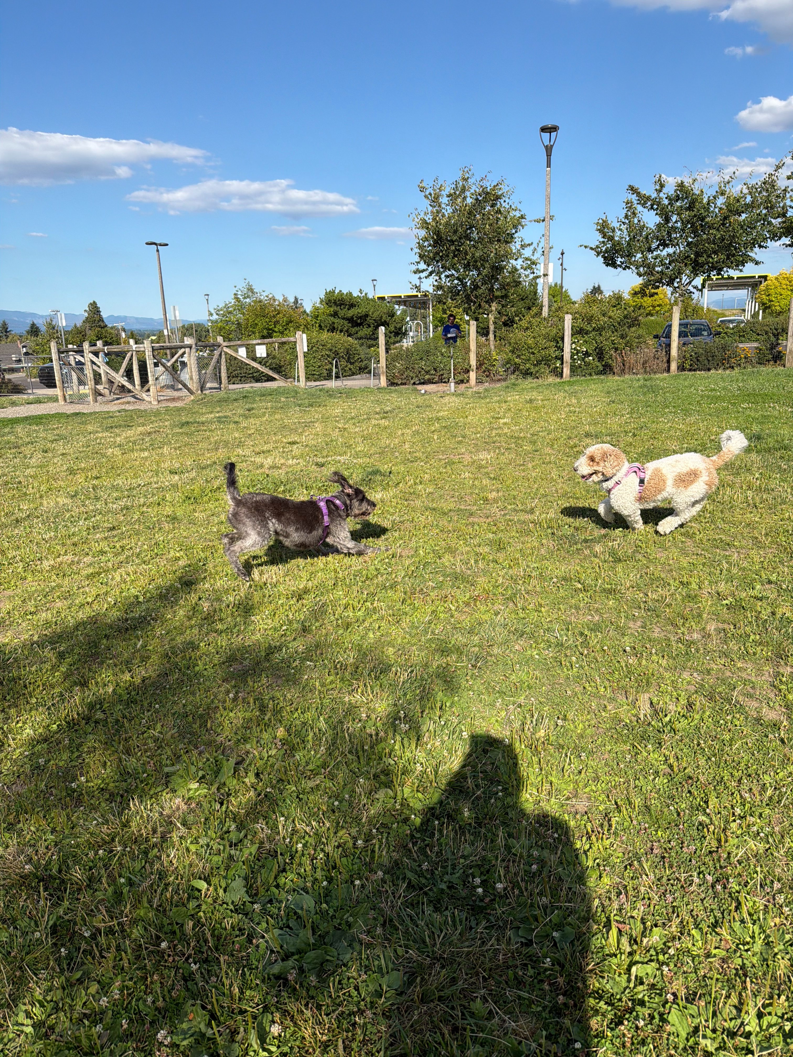 Please help Nova recover after traumatic dog attack campaign photo, 4 of 7