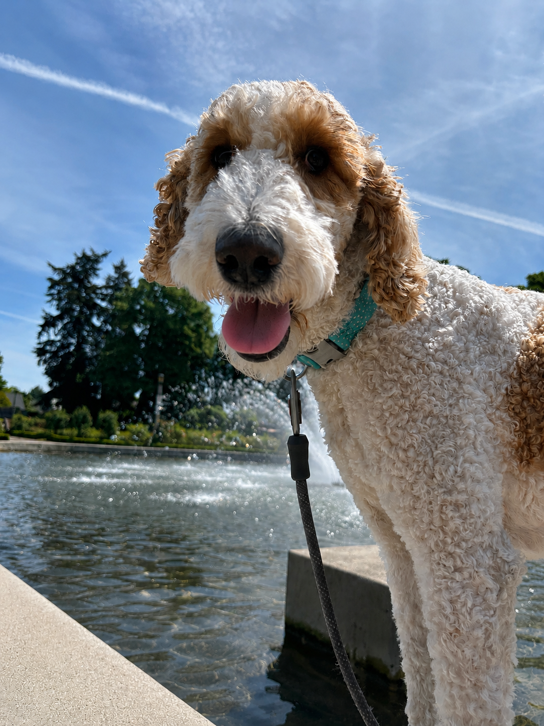Please help Nova recover after traumatic dog attack campaign photo, 5 of 7