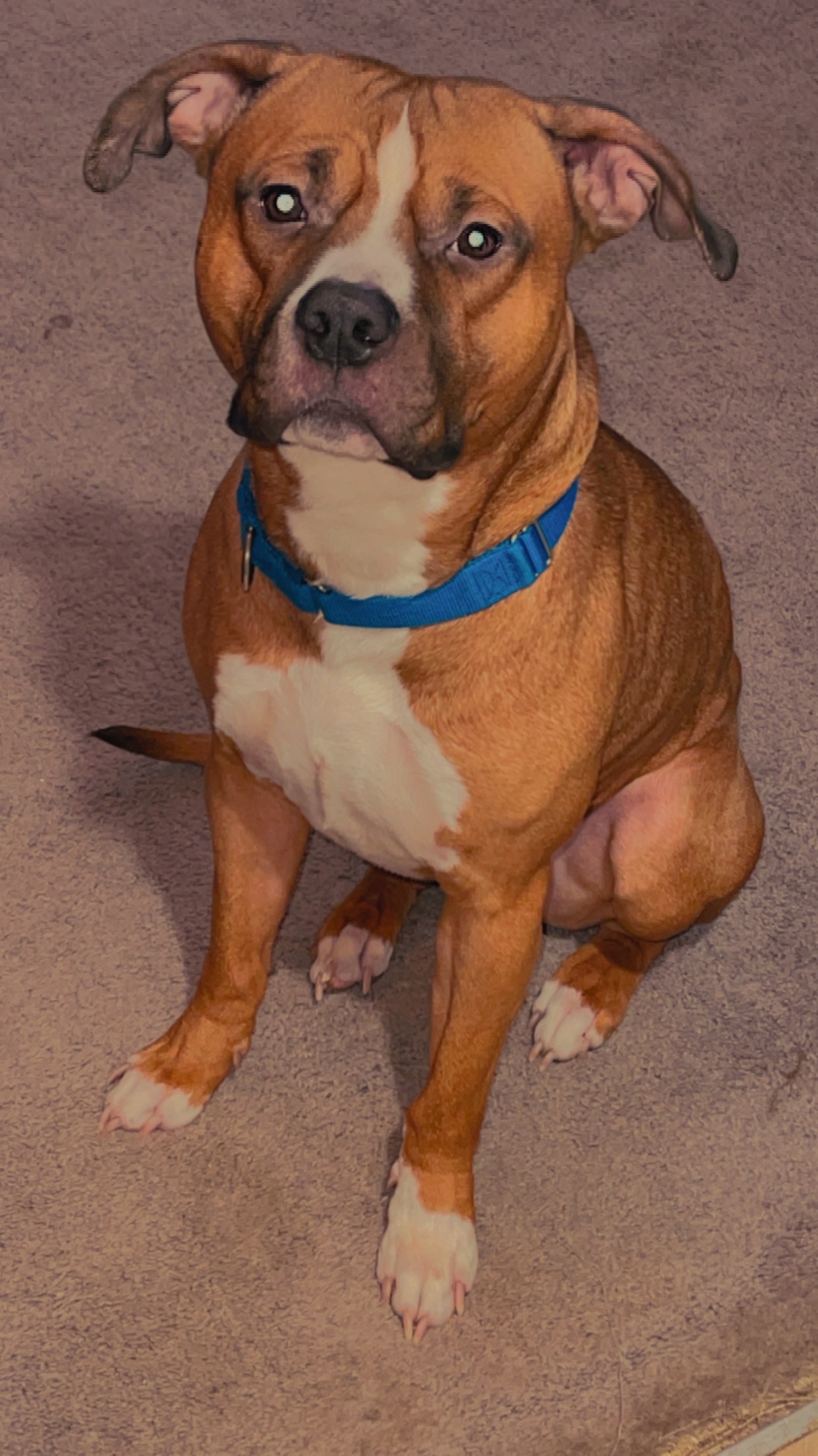 Help Jordan and Dogs Move Into a Home campaign photo, 4 of 7