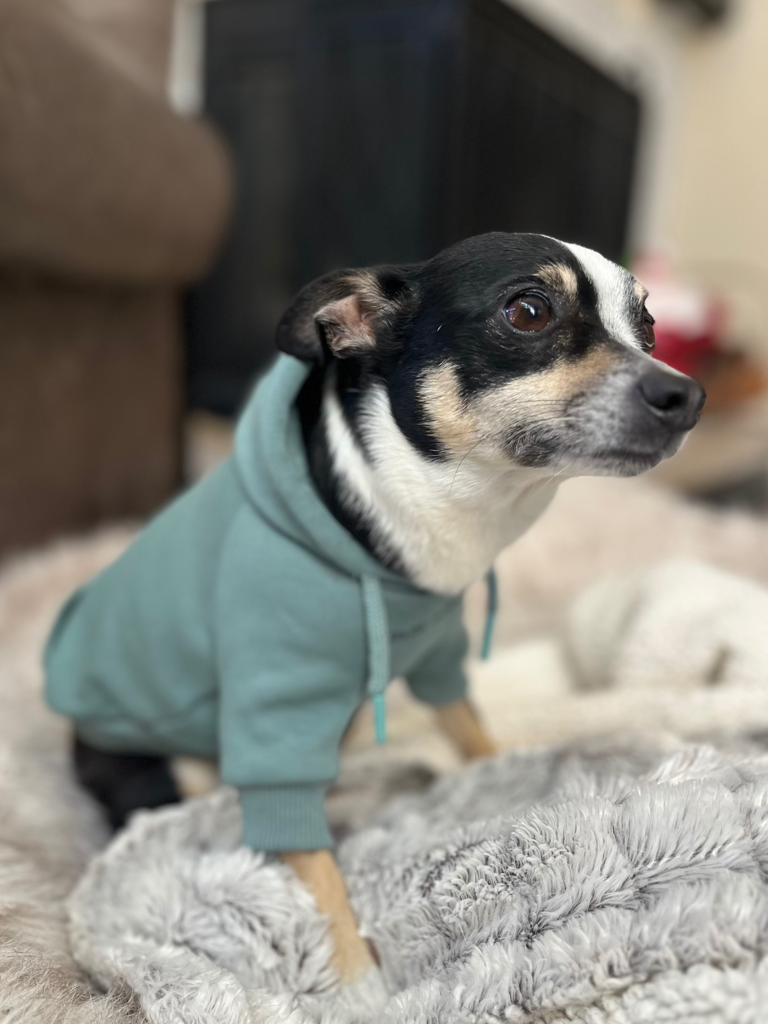 Help Pepe Walk Again: Surgery for Therapy Dog campaign photo, 7 of 8