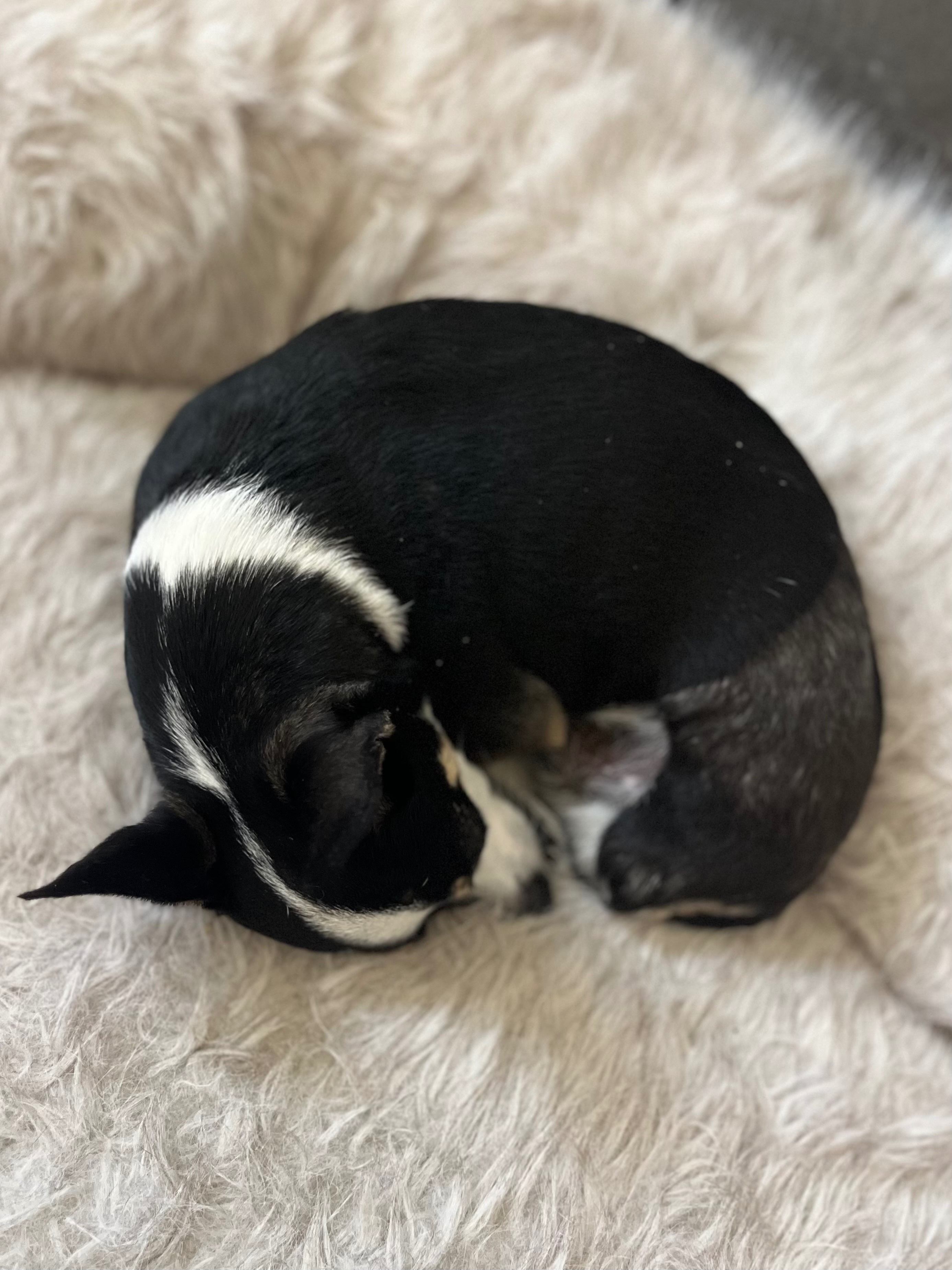 Help Pepe Walk Again: Surgery for Therapy Dog campaign photo, 2 of 8