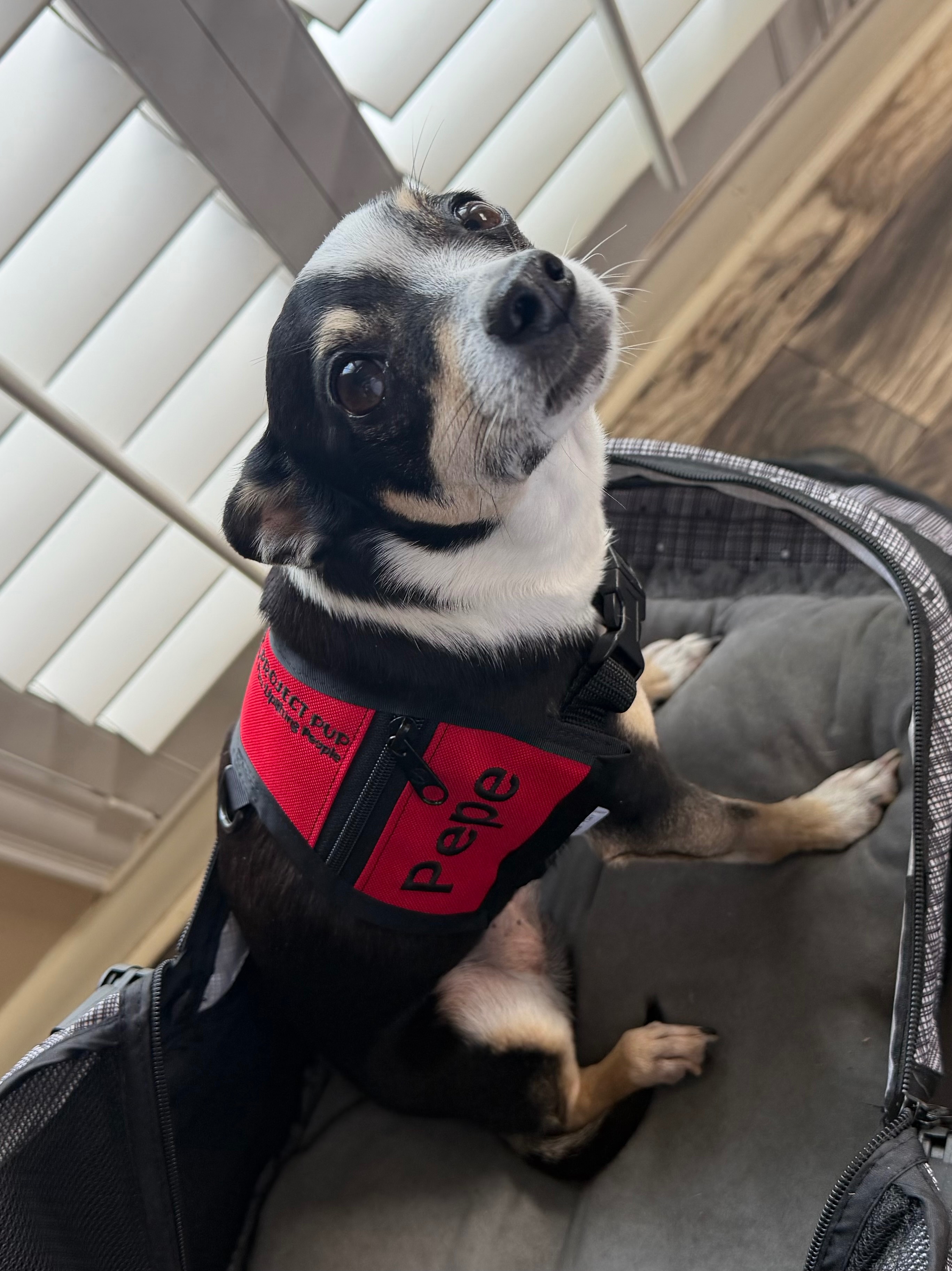 Help Pepe Walk Again: Surgery for Therapy Dog campaign photo, 4 of 8