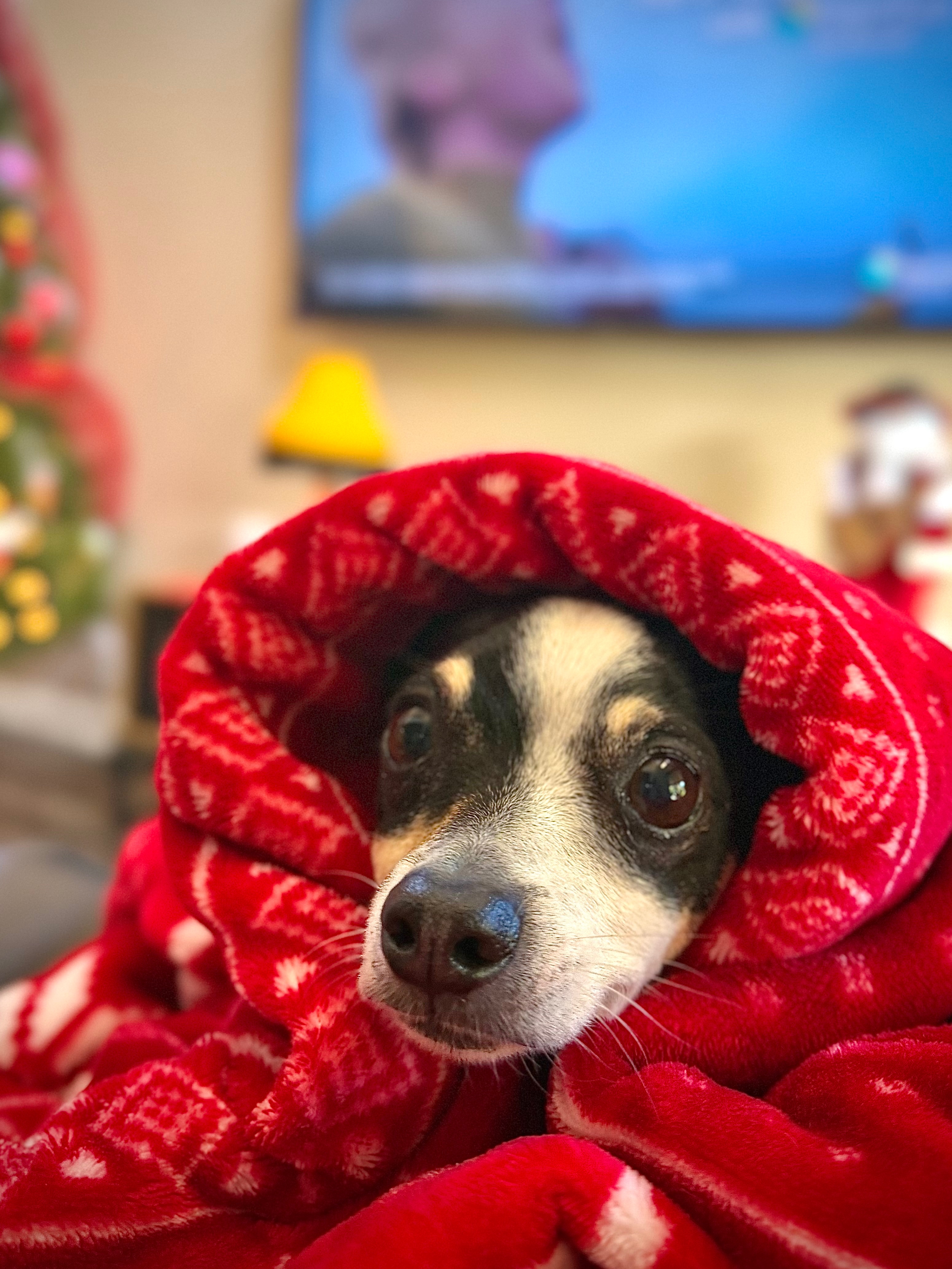 Help Pepe Walk Again: Surgery for Therapy Dog campaign photo, 5 of 8