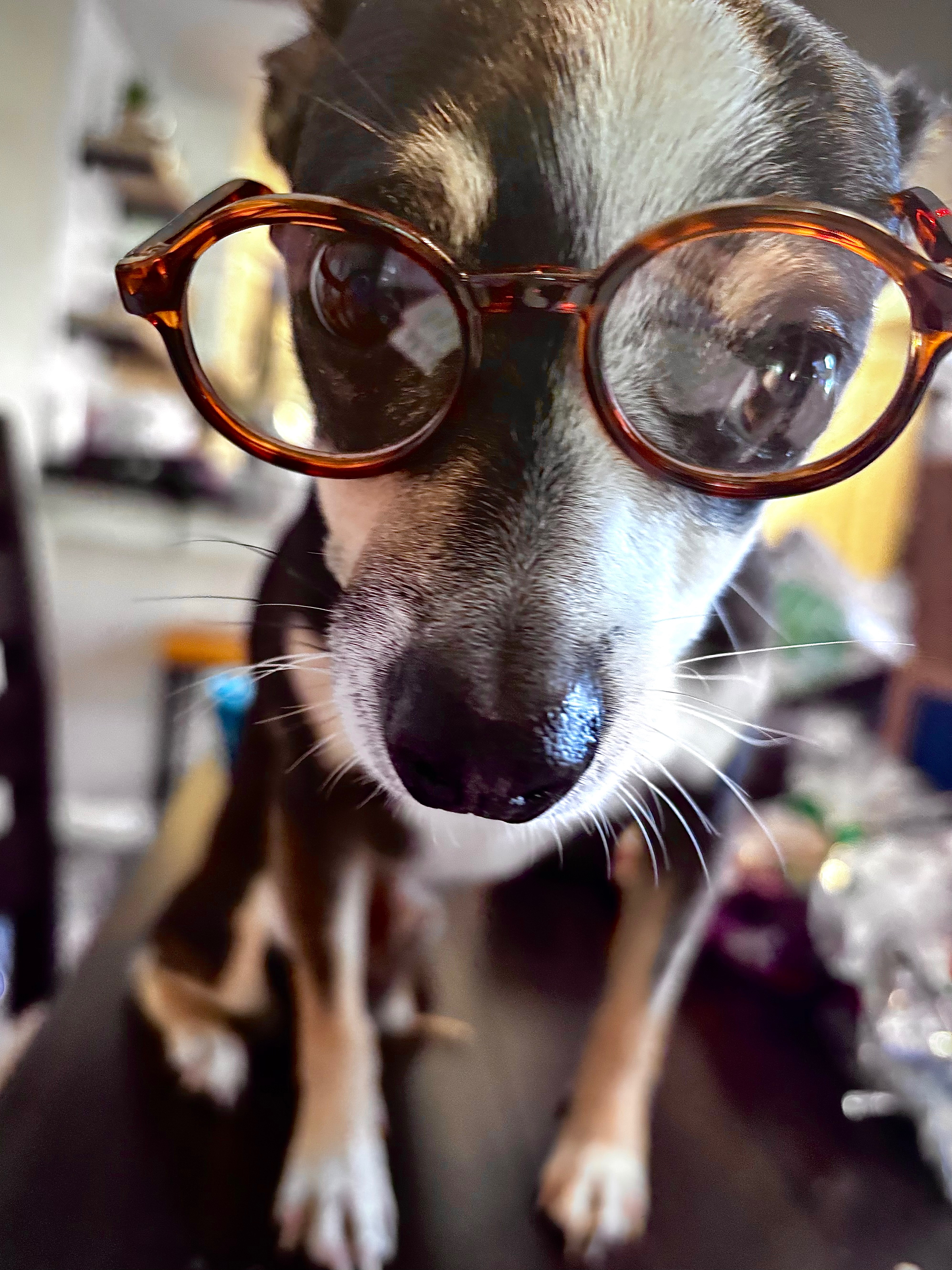 Help Pepe Walk Again: Surgery for Therapy Dog campaign photo, 6 of 8