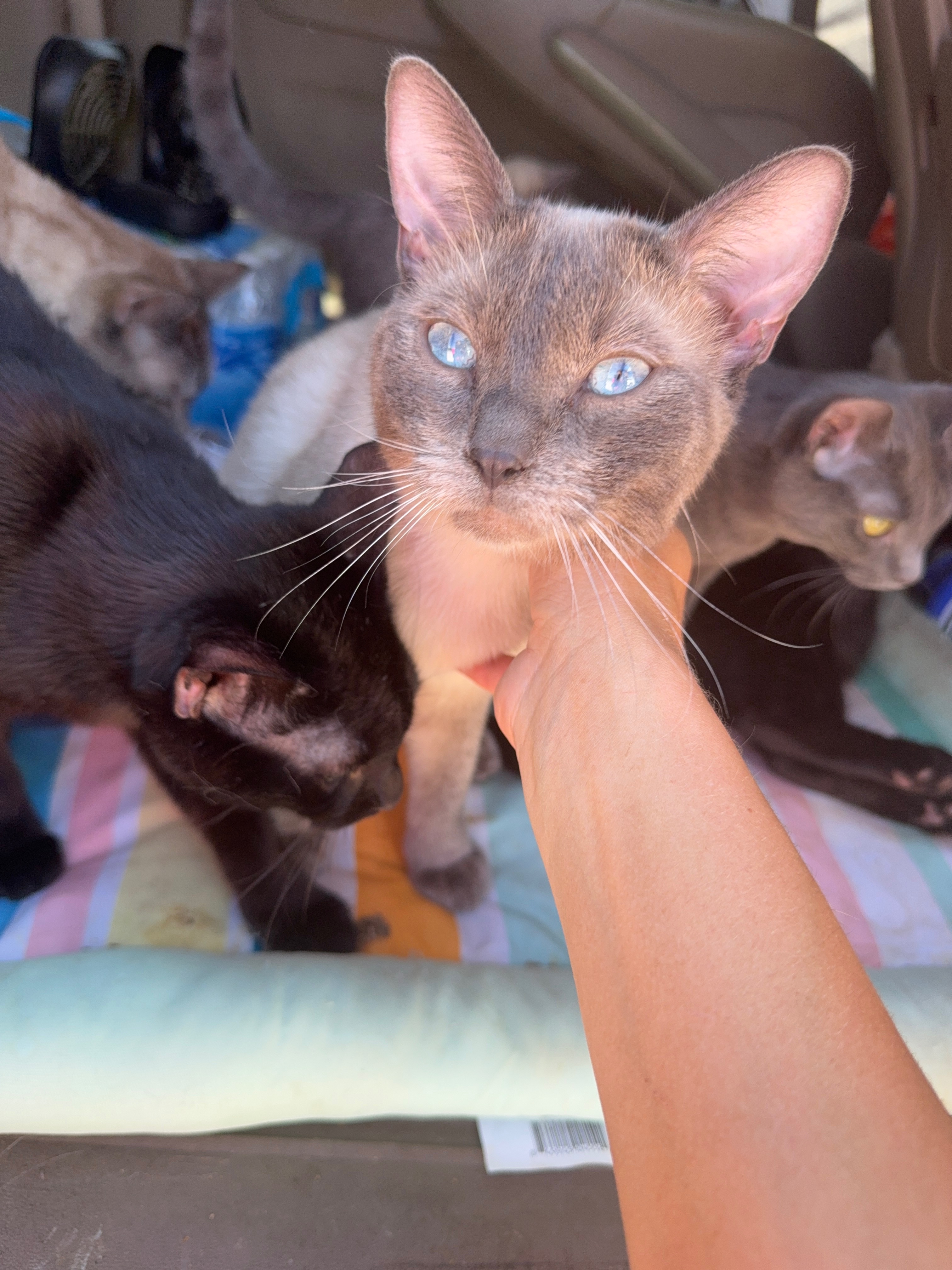 Aid for Kristene’s Family and Their Beloved Cats campaign photo, 5 of 6
