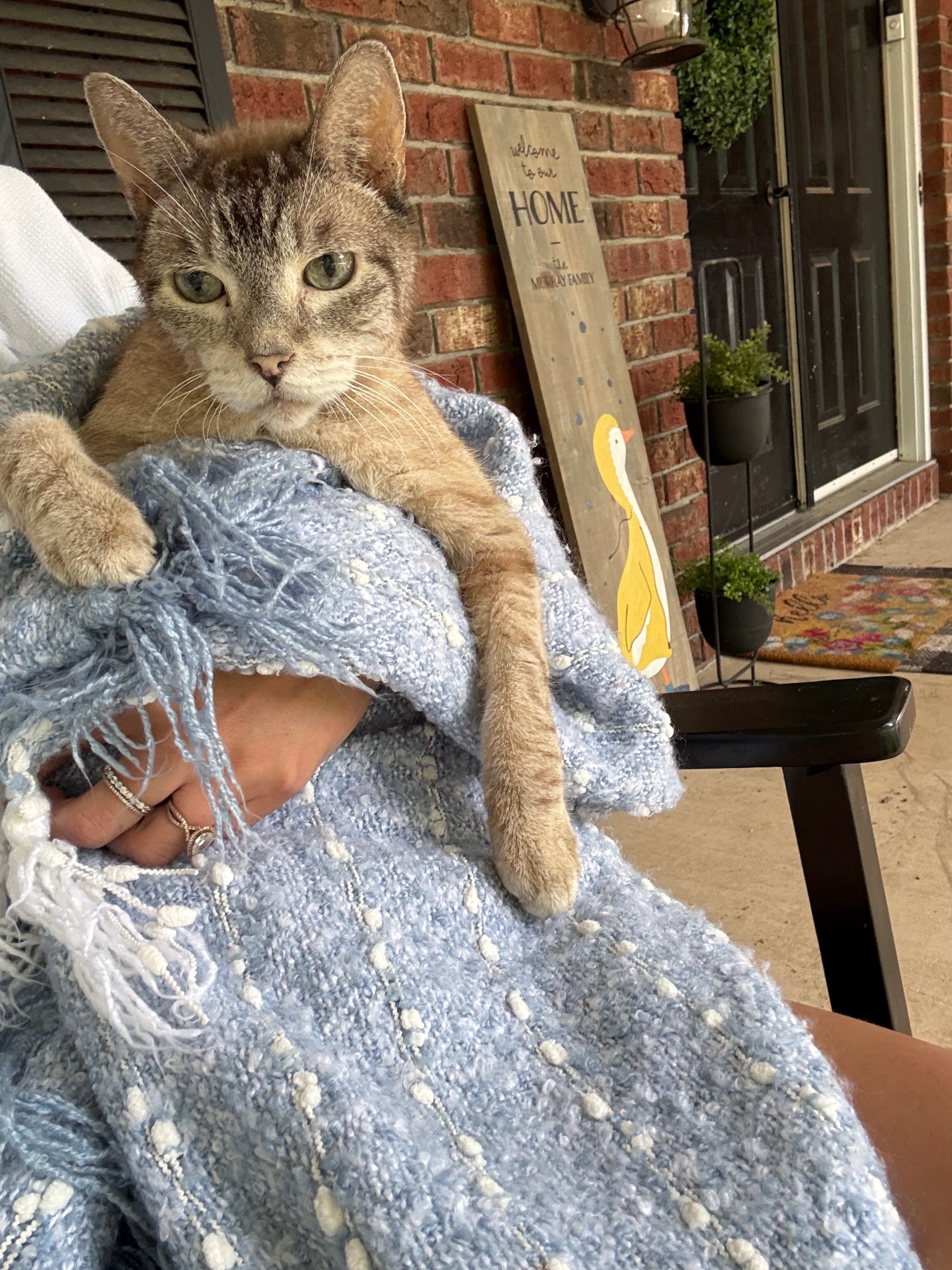 Aid for Kristene’s Family and Their Beloved Cats campaign photo, 4 of 6