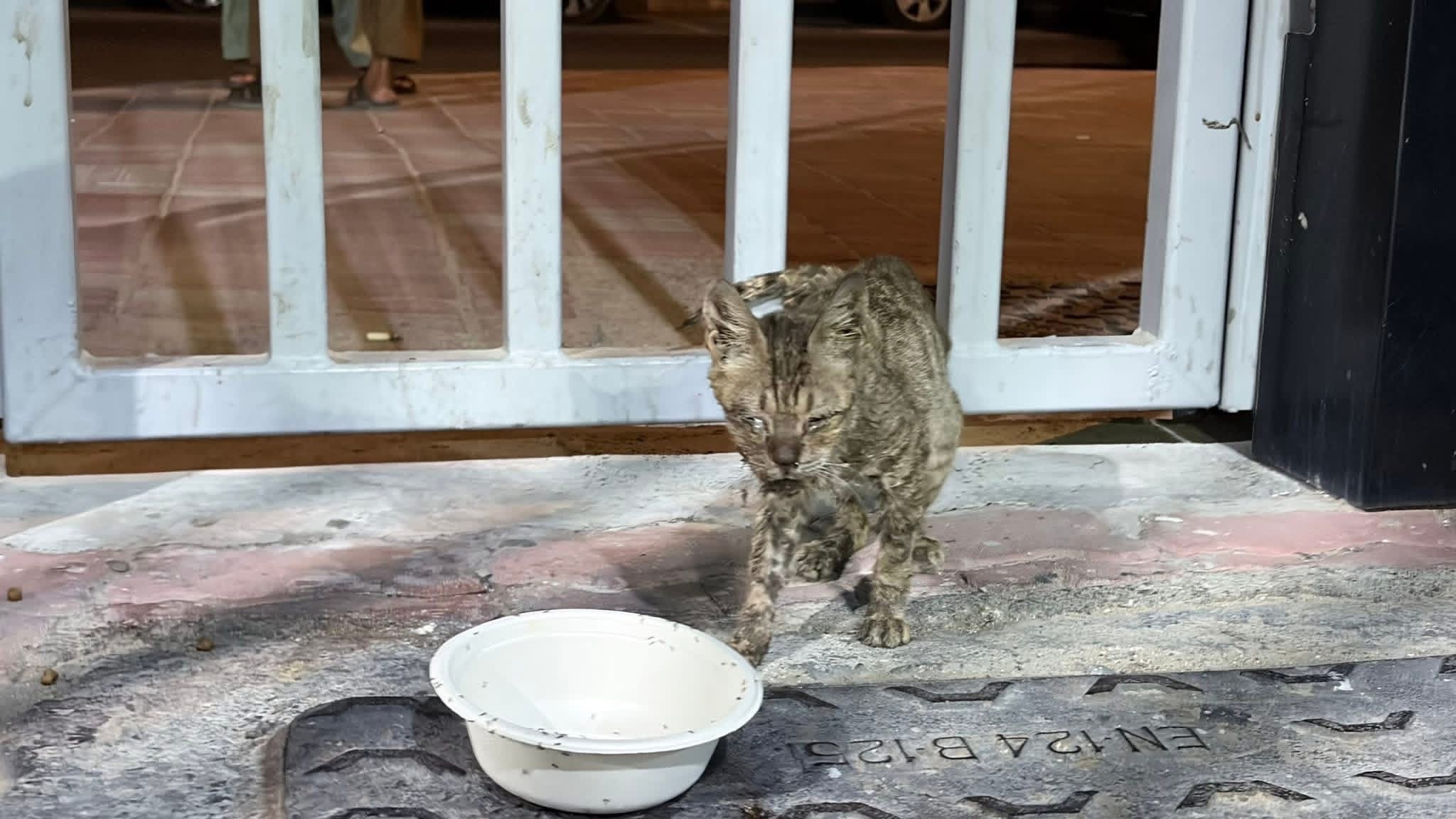 Help Cynthia and Paige Save Stray Cats in the UAE campaign photo, 6 of 7
