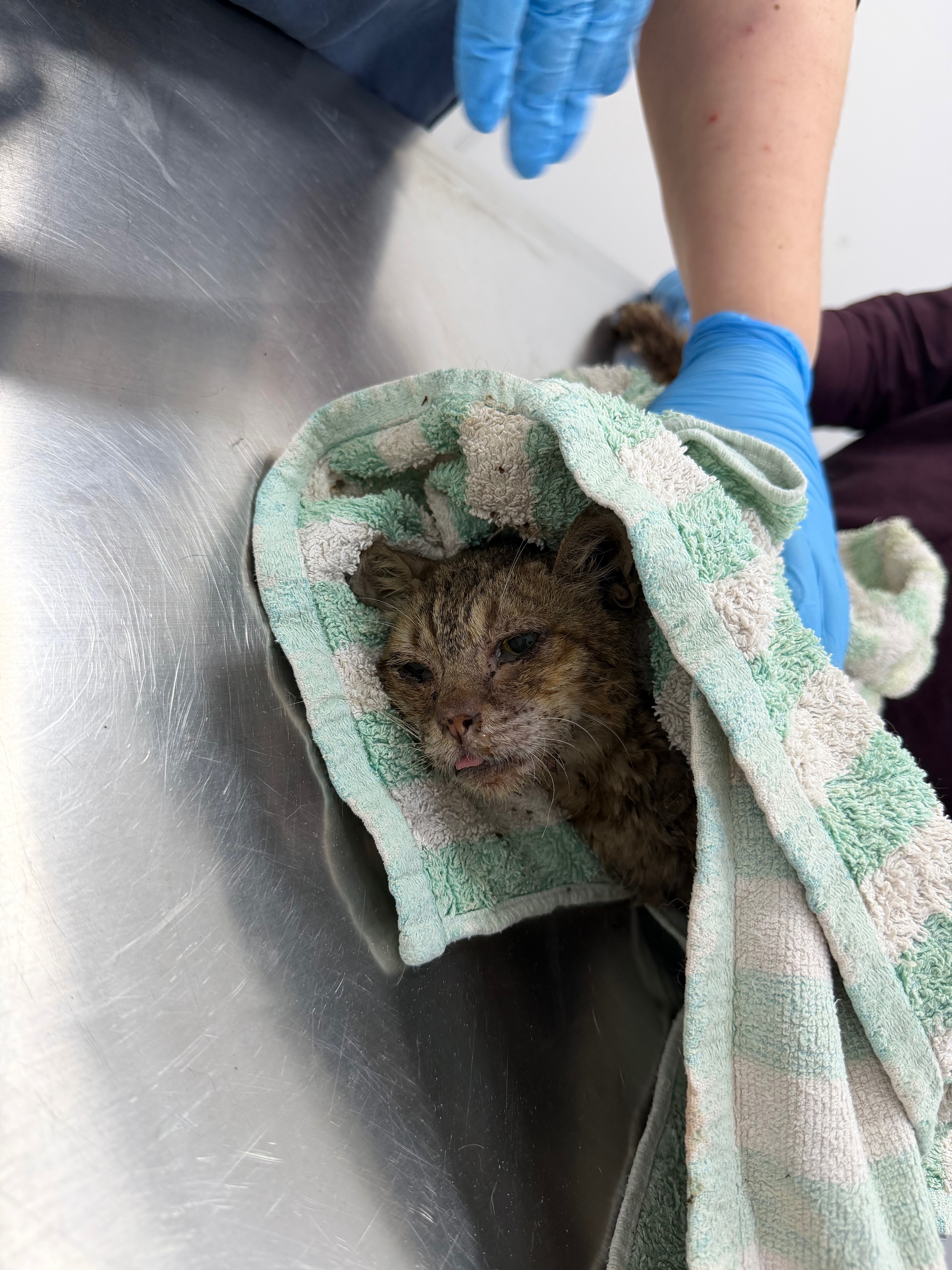 Help Cynthia and Paige Save Stray Cats in the UAE campaign photo, 2 of 7