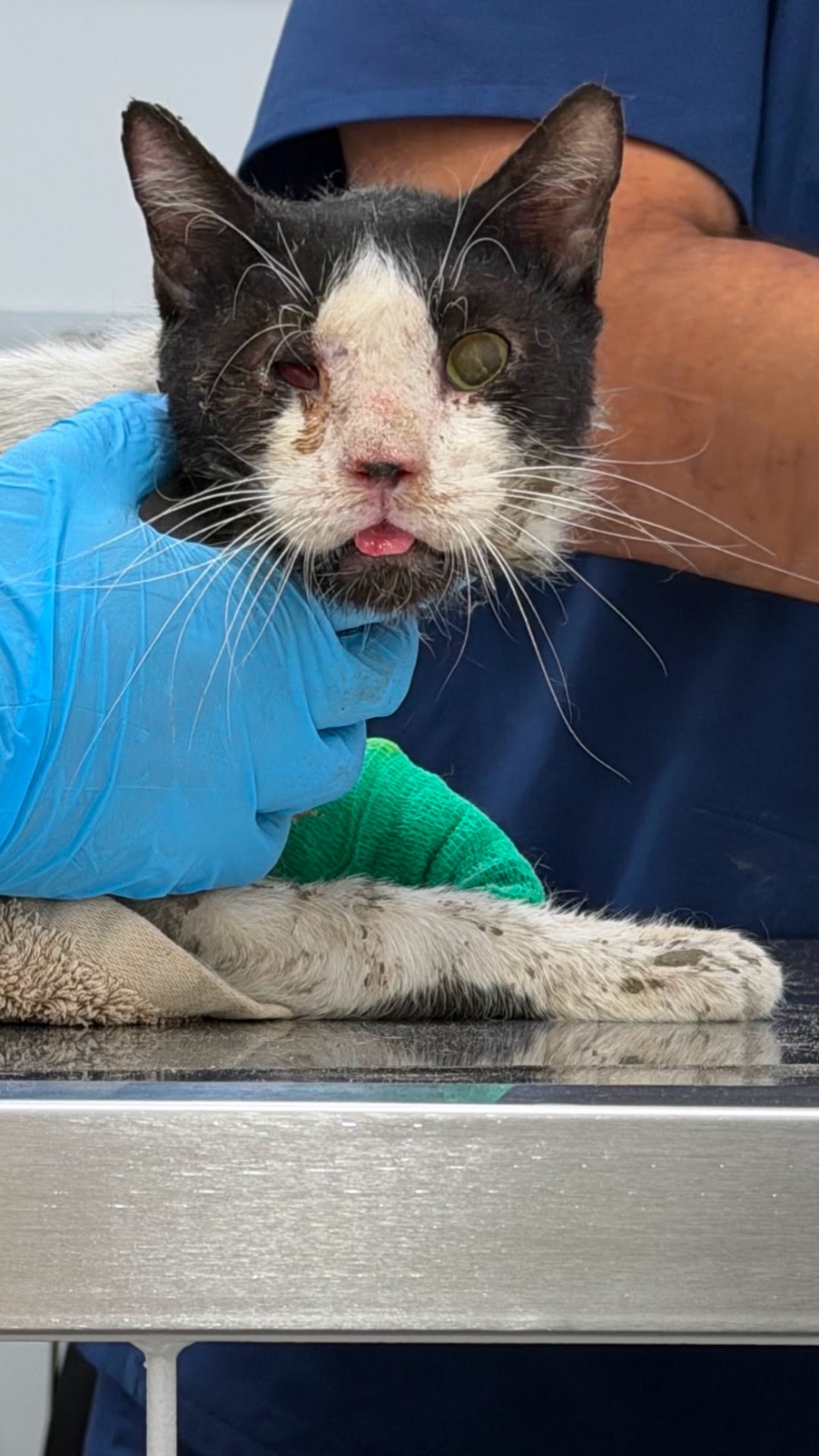 Help Cynthia and Paige Save Stray Cats in the UAE campaign photo, 4 of 7