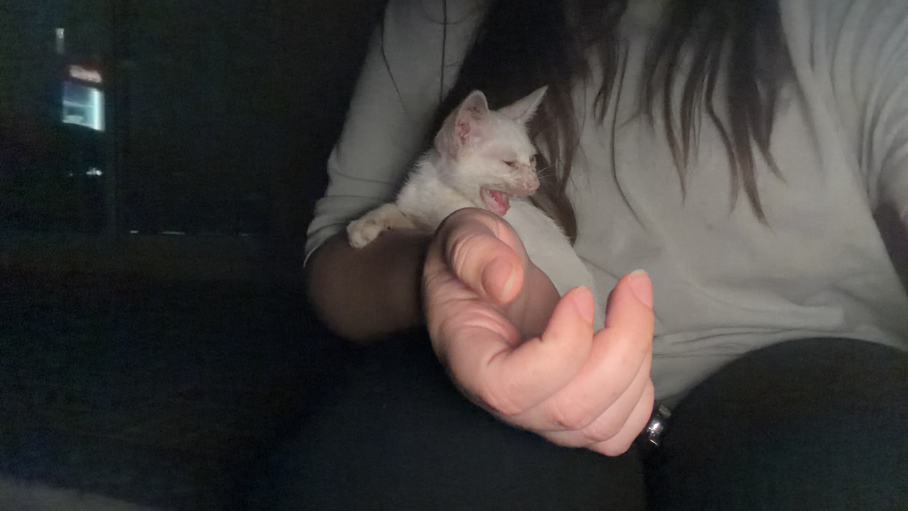 Help Cynthia and Paige Save Stray Cats in the UAE campaign photo, 5 of 7