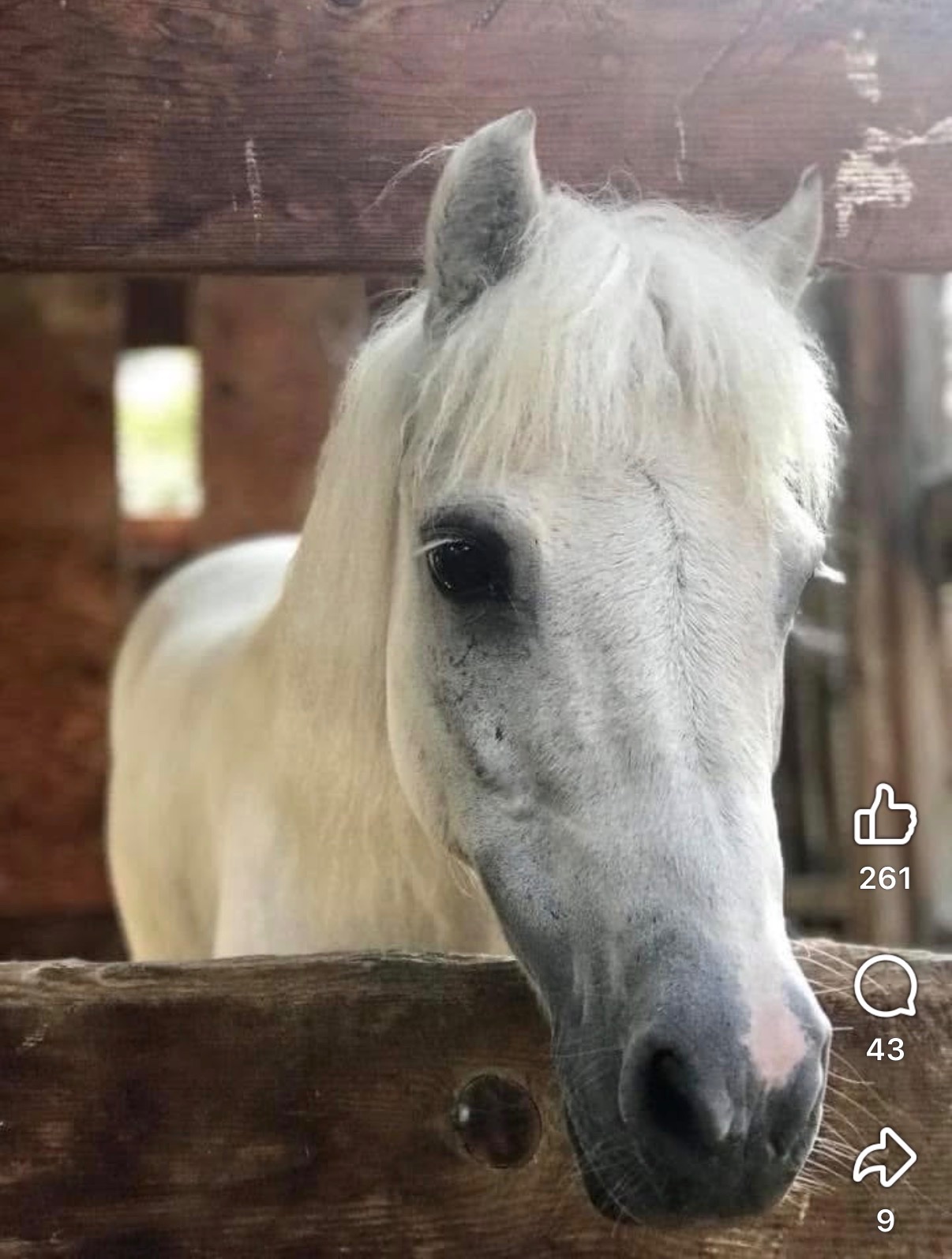 Help Lily the Therapy Unicorn Get Home! campaign photo, 12 of 13