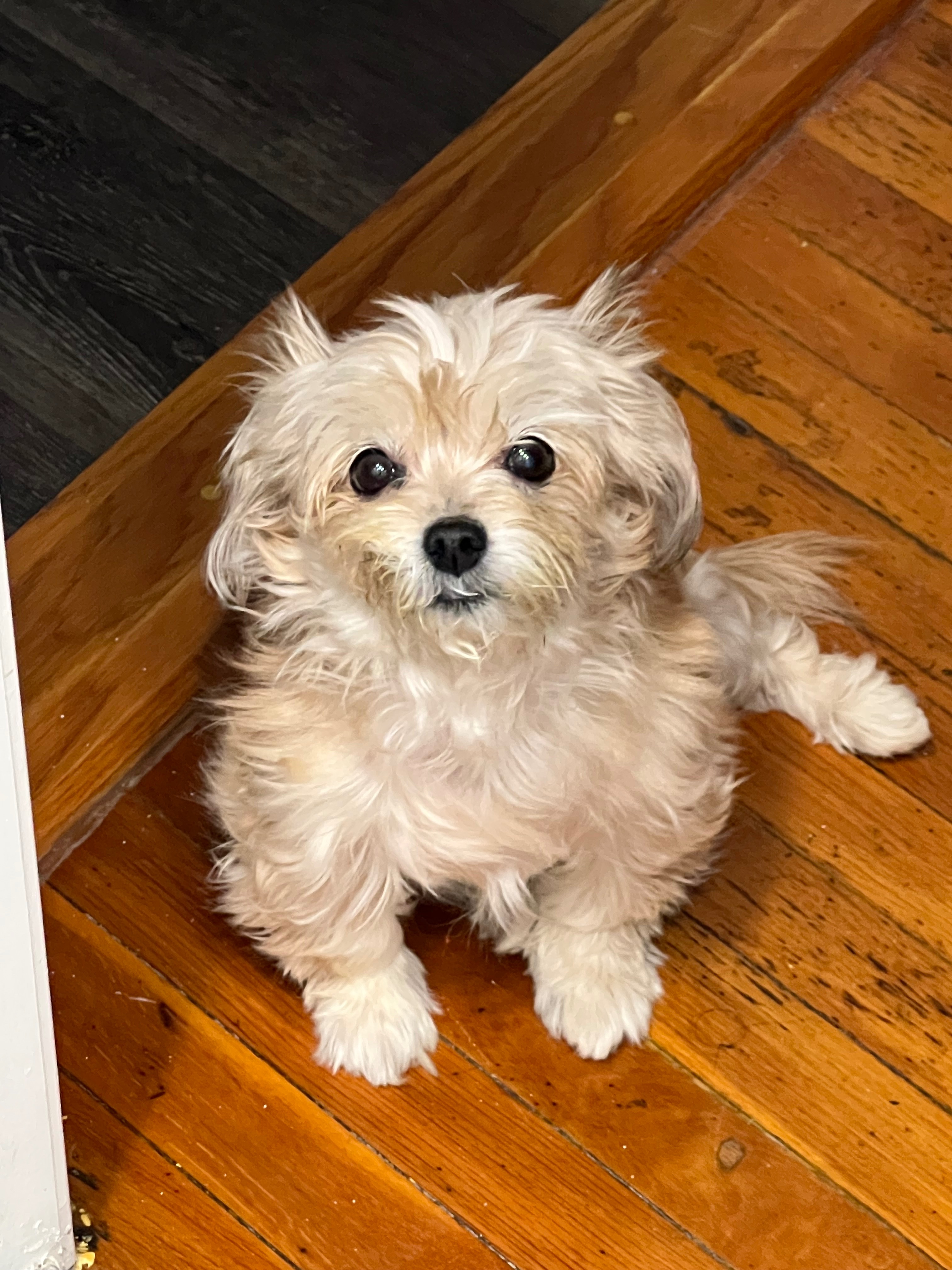 Help Daisy Recover from Emergency Surgery campaign photo, 7 of 8