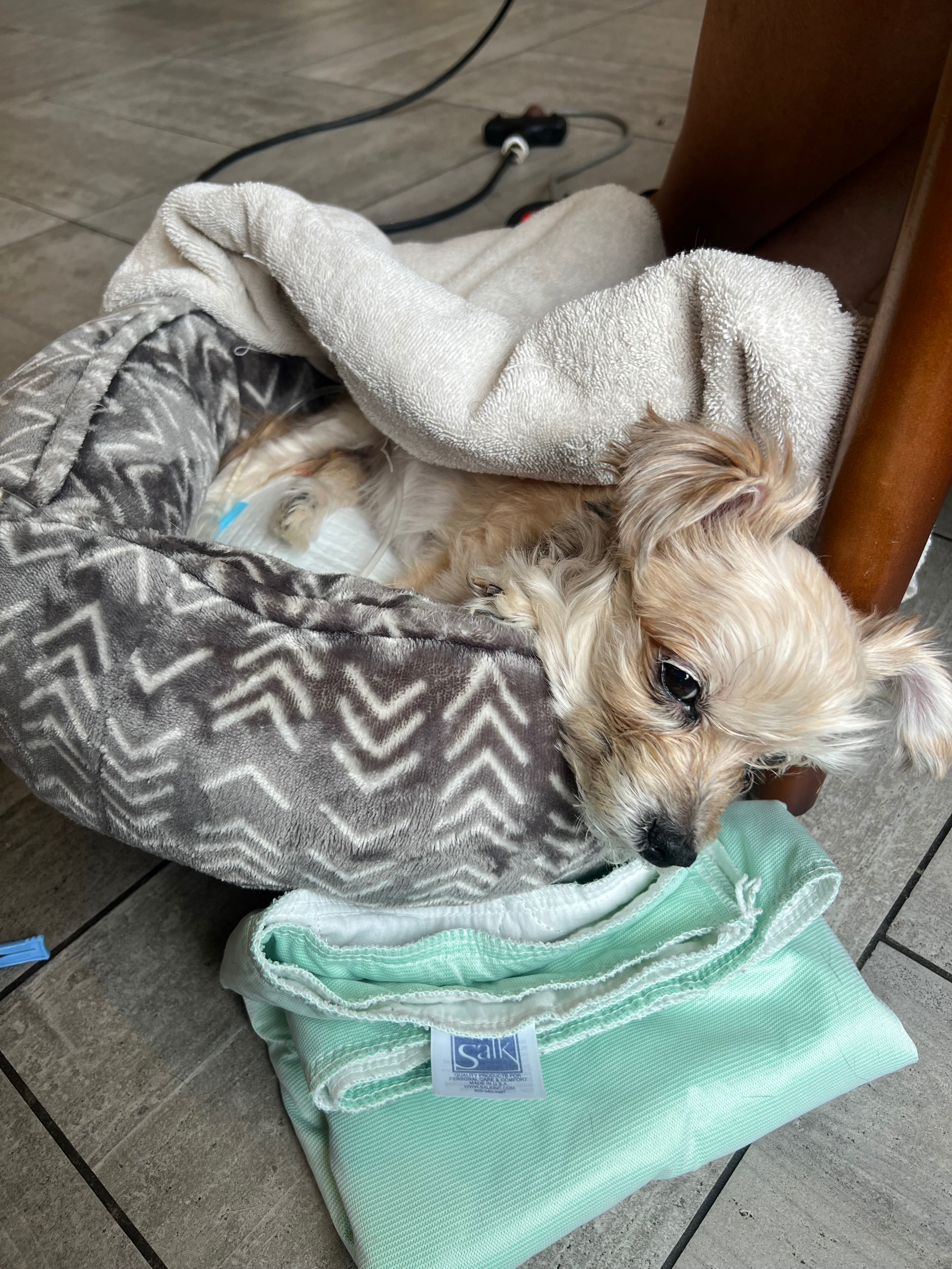 Help Daisy Recover from Emergency Surgery campaign photo, 2 of 8