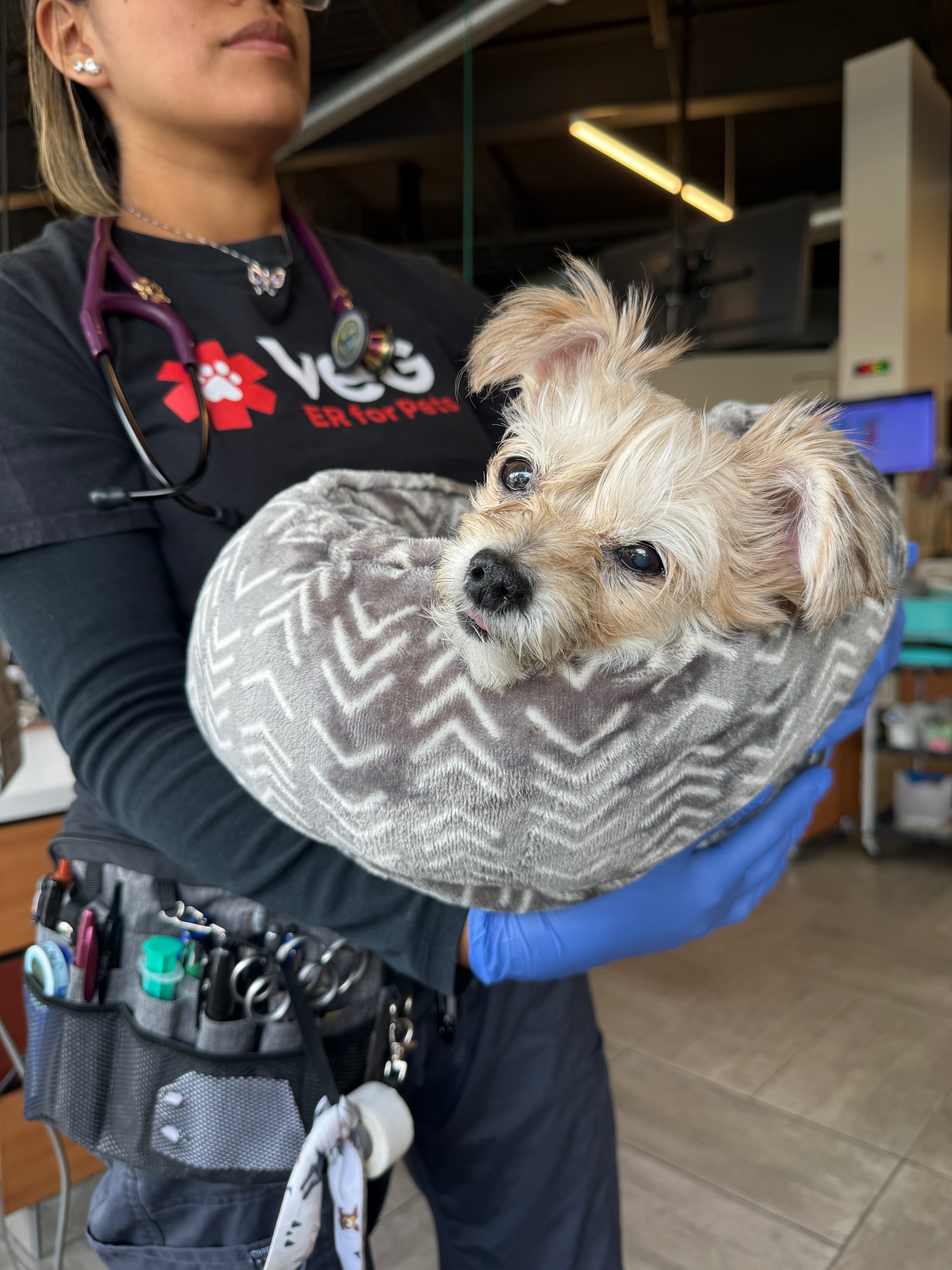 Help Daisy Recover from Emergency Surgery campaign photo, 4 of 8