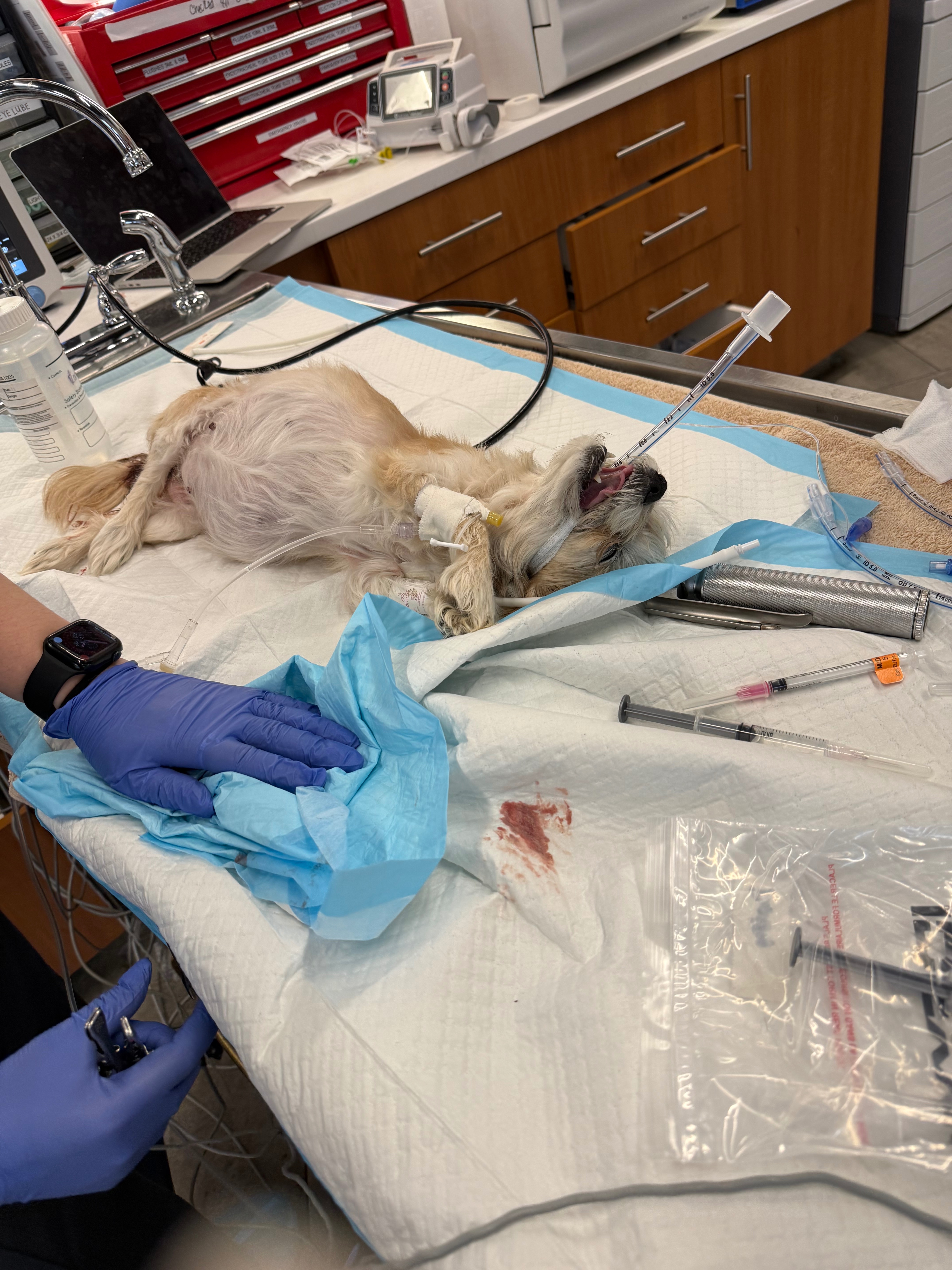 Help Daisy Recover from Emergency Surgery campaign photo, 5 of 8