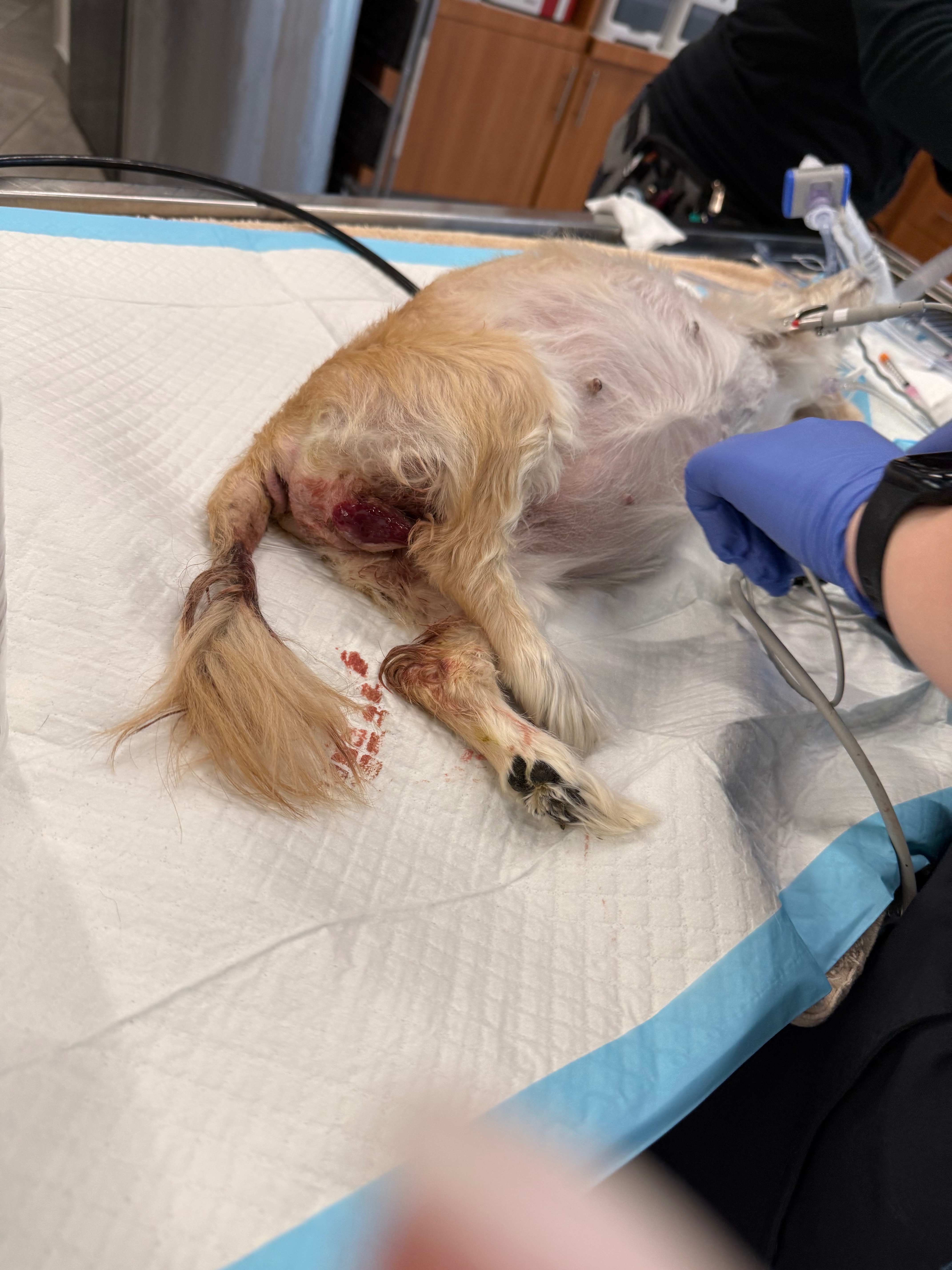 Help Daisy Recover from Emergency Surgery campaign photo, 6 of 8