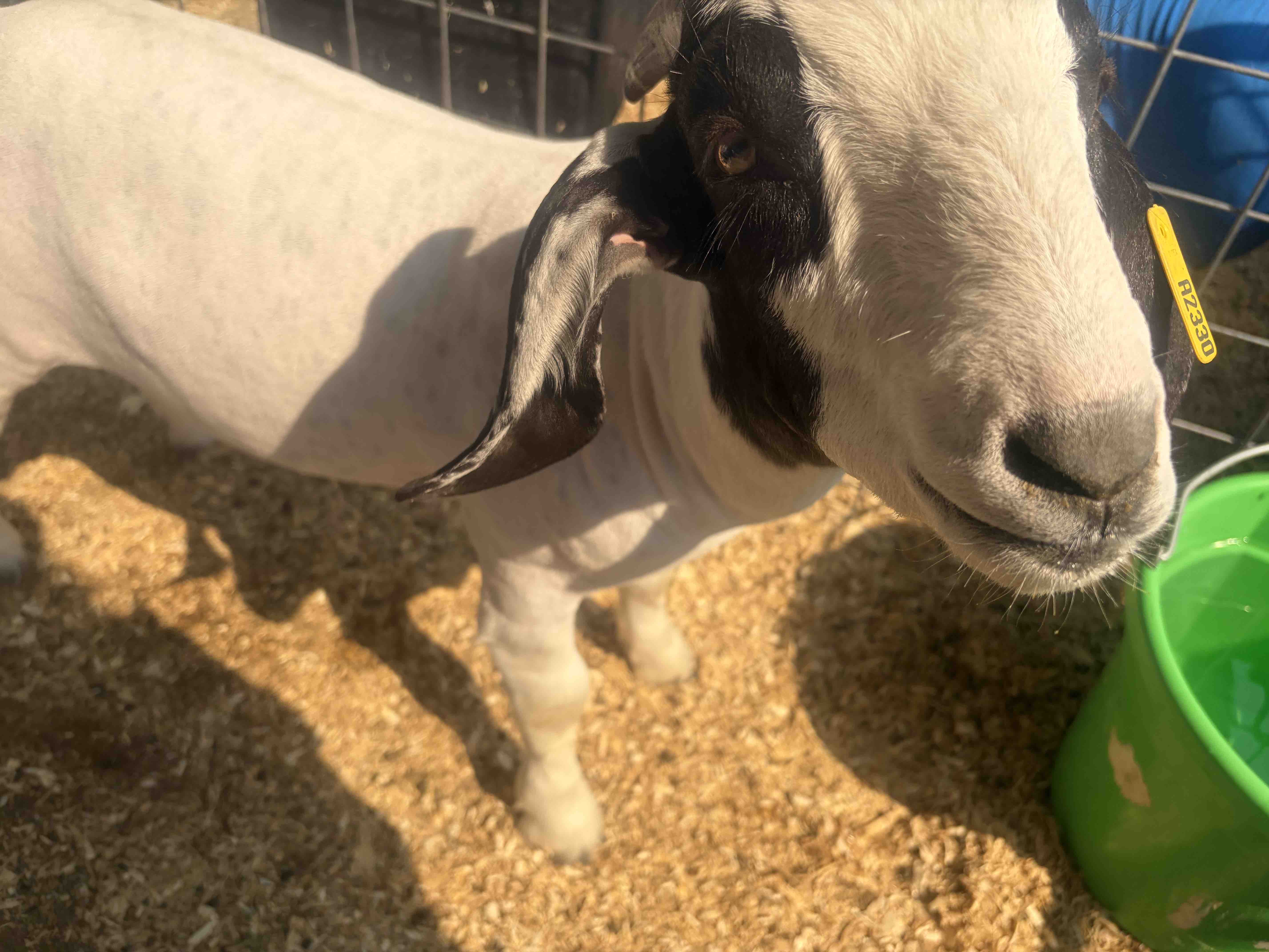 Help Save Gizmo & Norman the Goats campaign photo, 5 of 6
