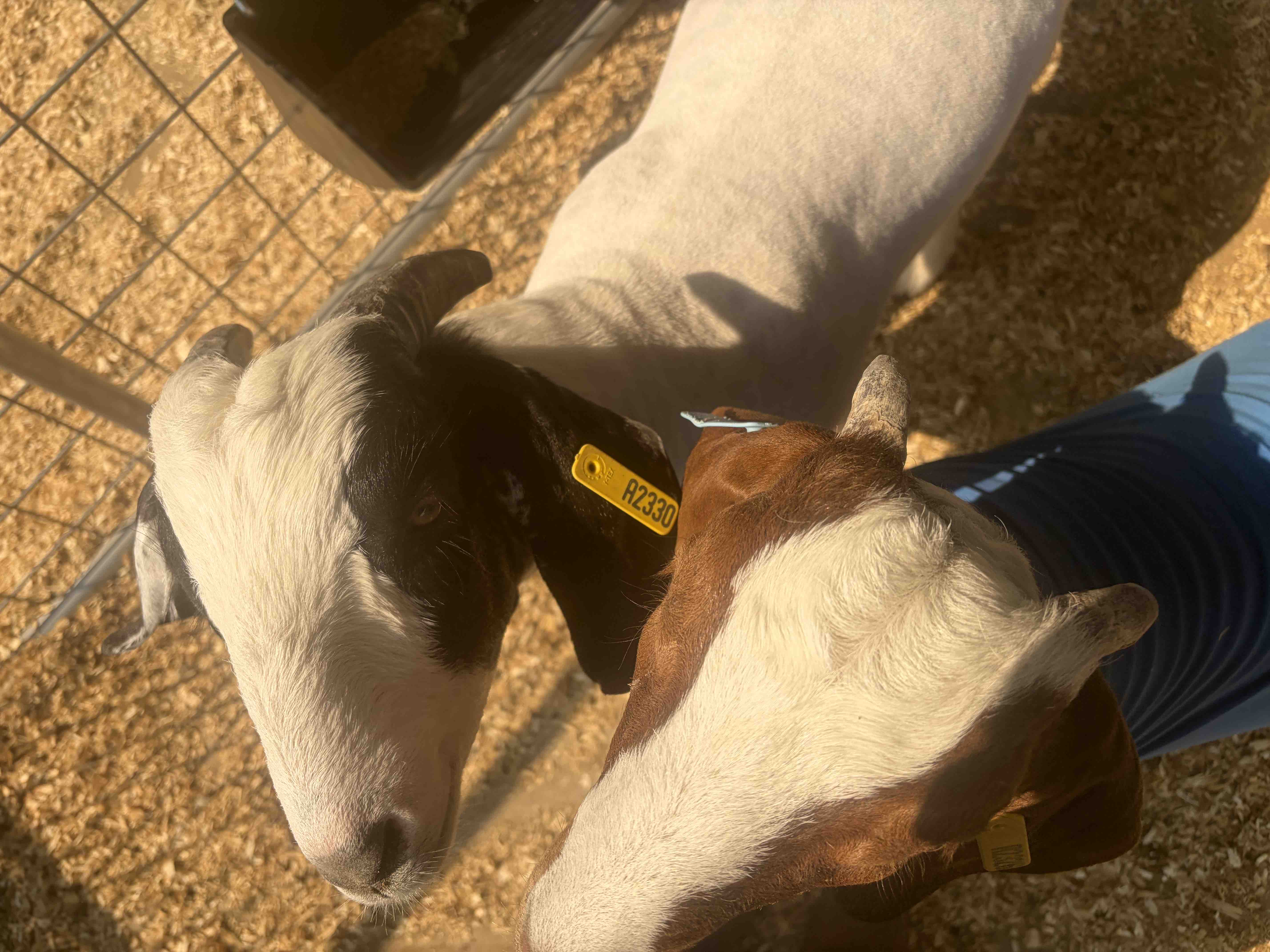 Help Save Gizmo & Norman the Goats campaign photo, 2 of 6