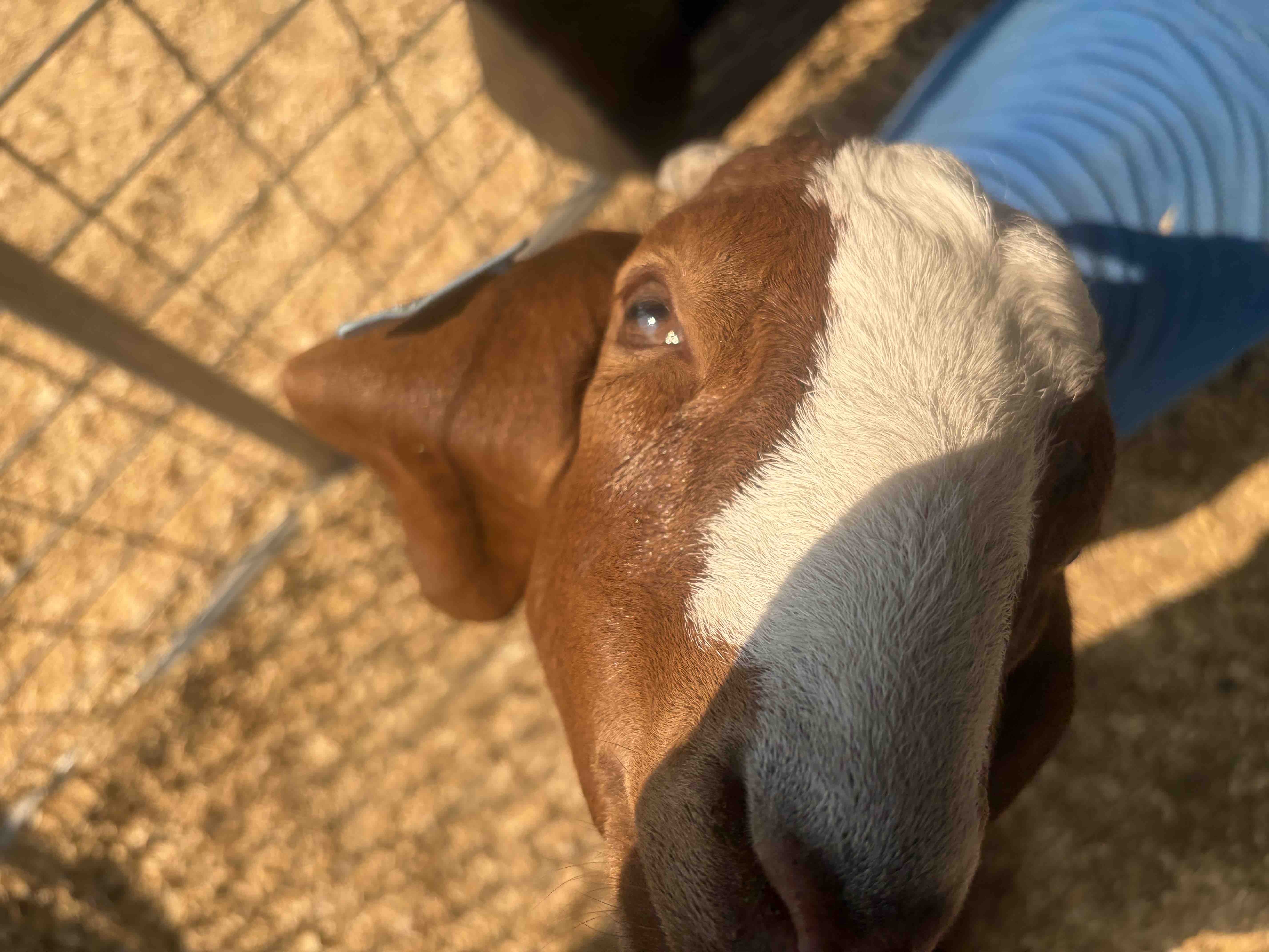 Help Save Gizmo & Norman the Goats campaign photo, 4 of 6