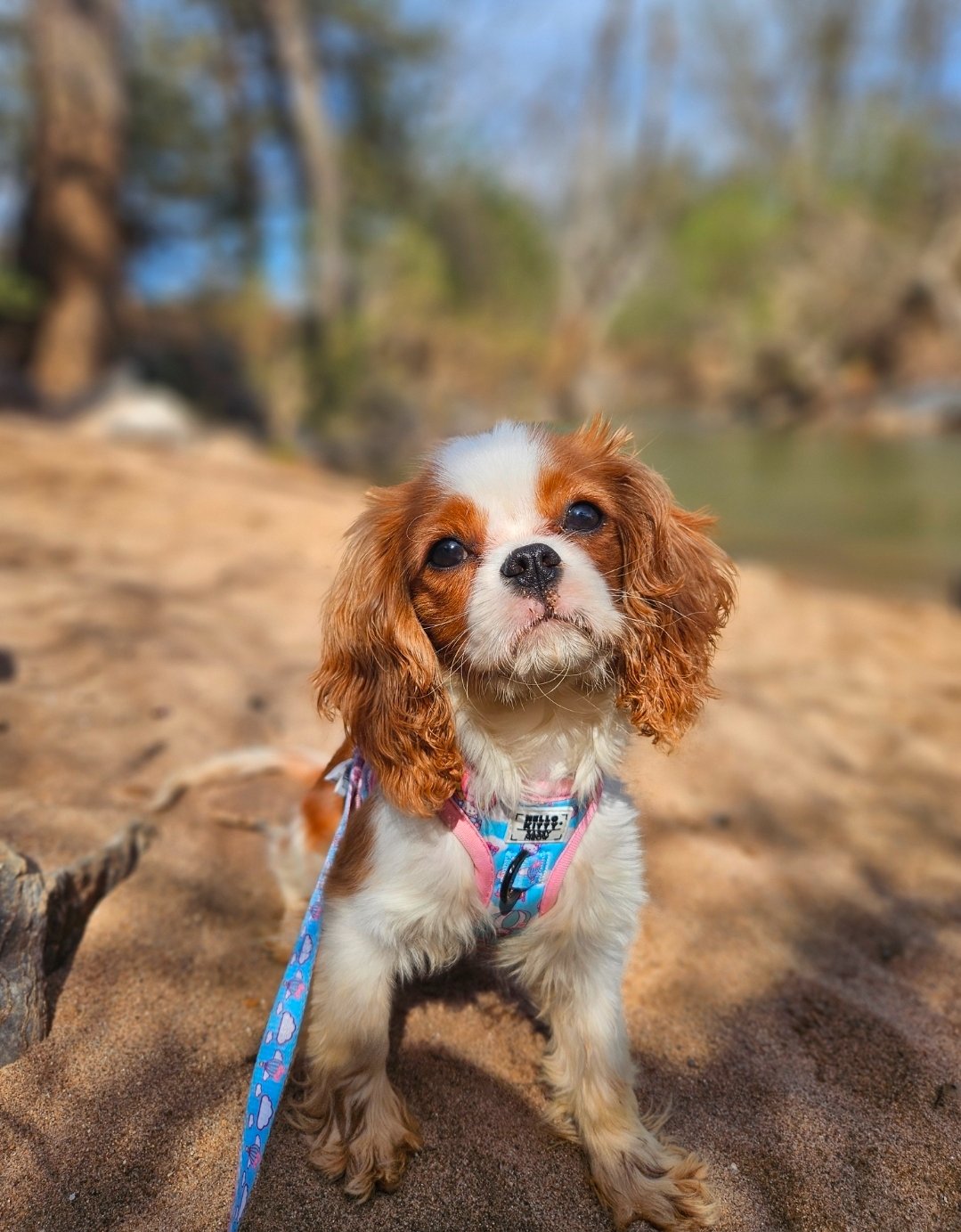 Help with Millie's Vet Bills & Memorial campaign photo, 4 of 7