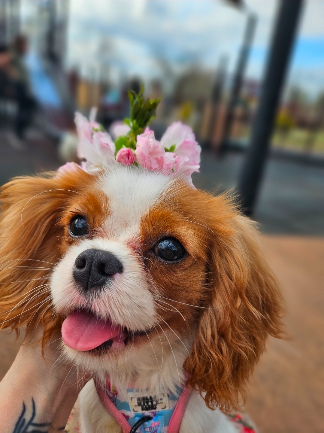 Help with Millie's Vet Bills & Memorial campaign photo, 5 of 7