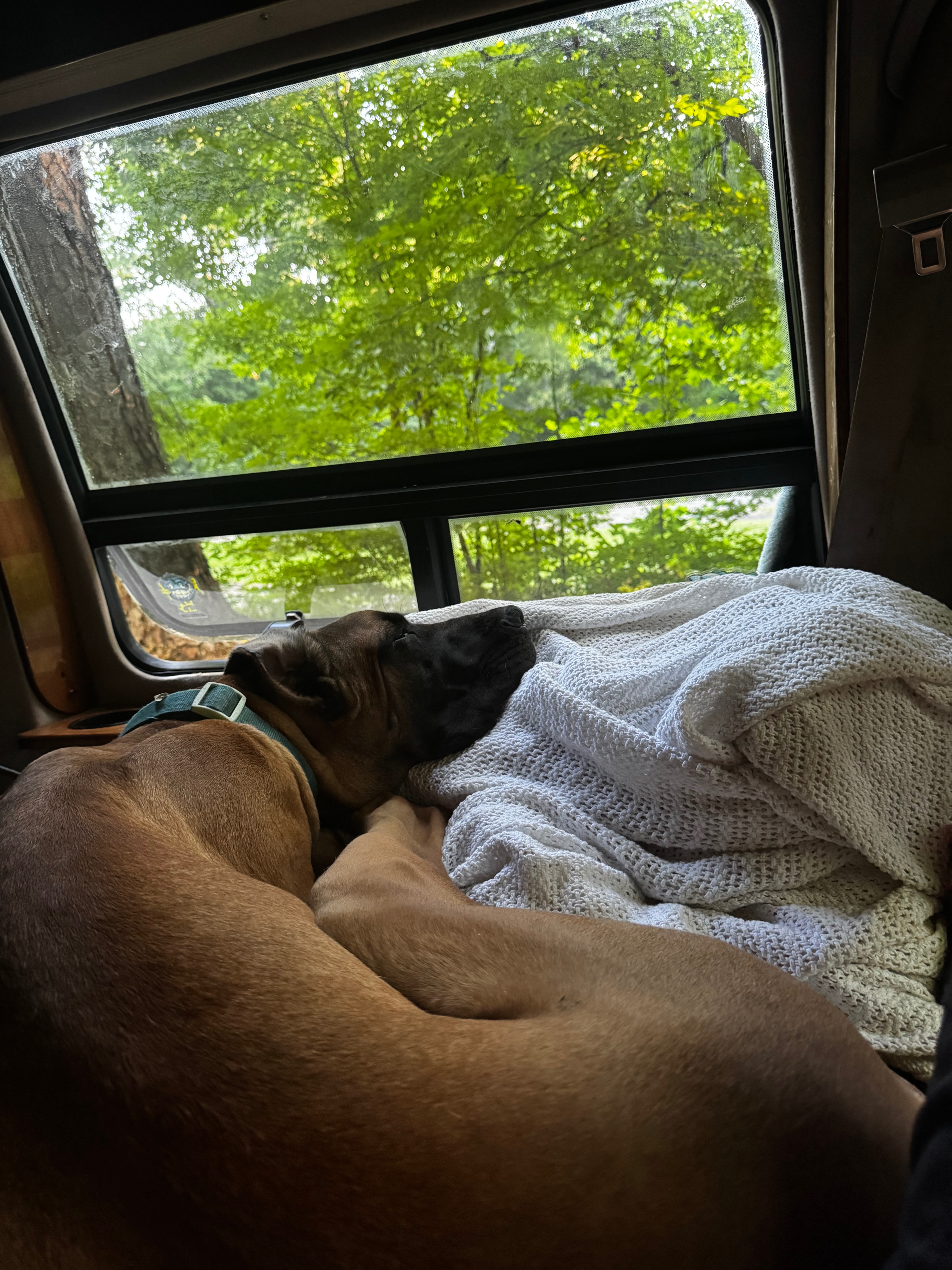 Help James & Scooby Rebuild After Van Fire campaign photo, 4 of 12