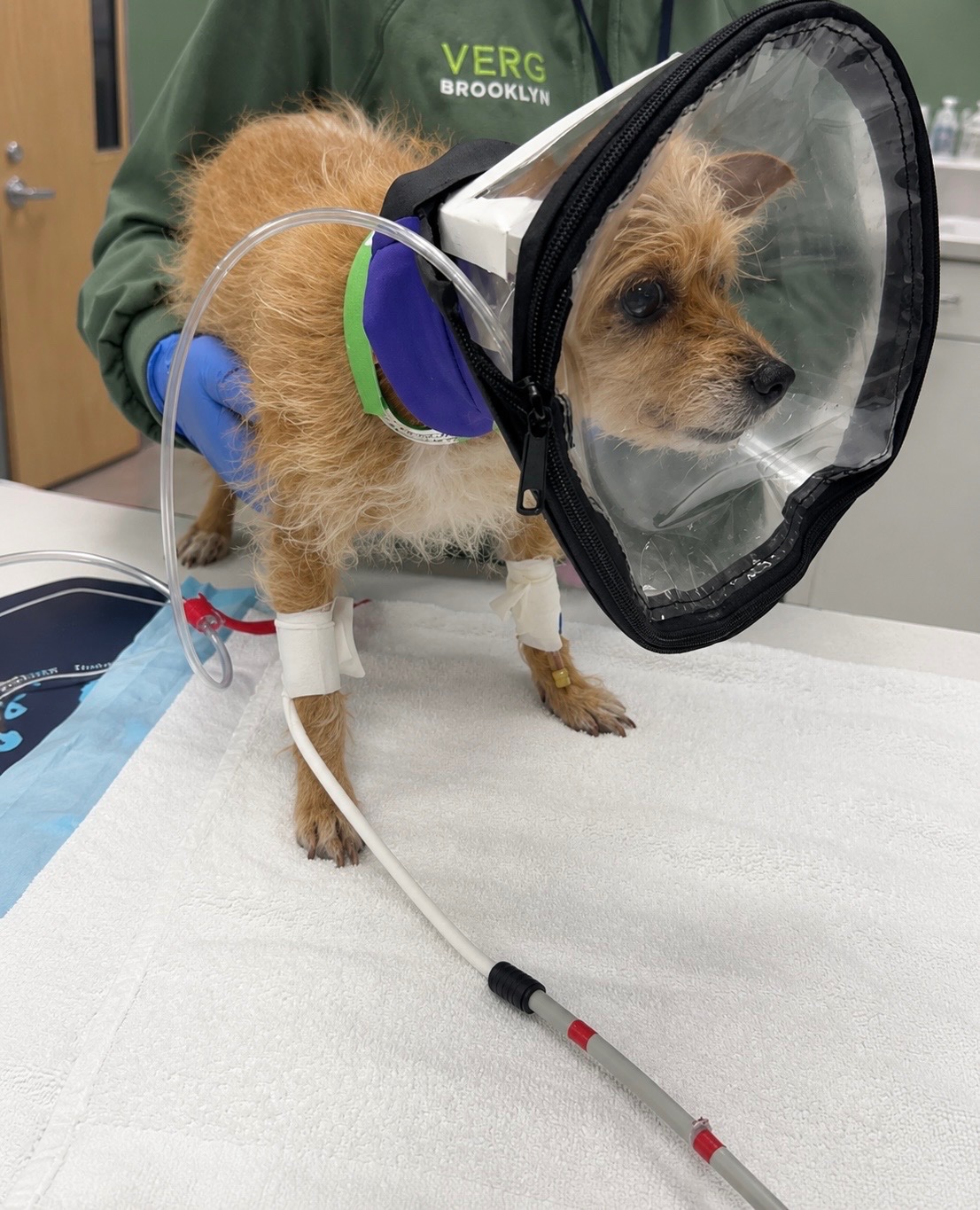 LILLY RUSHED TO EMERGENCY IN SEVERE RESPIRATORY DISTRESS! campaign photo, 5 of 6