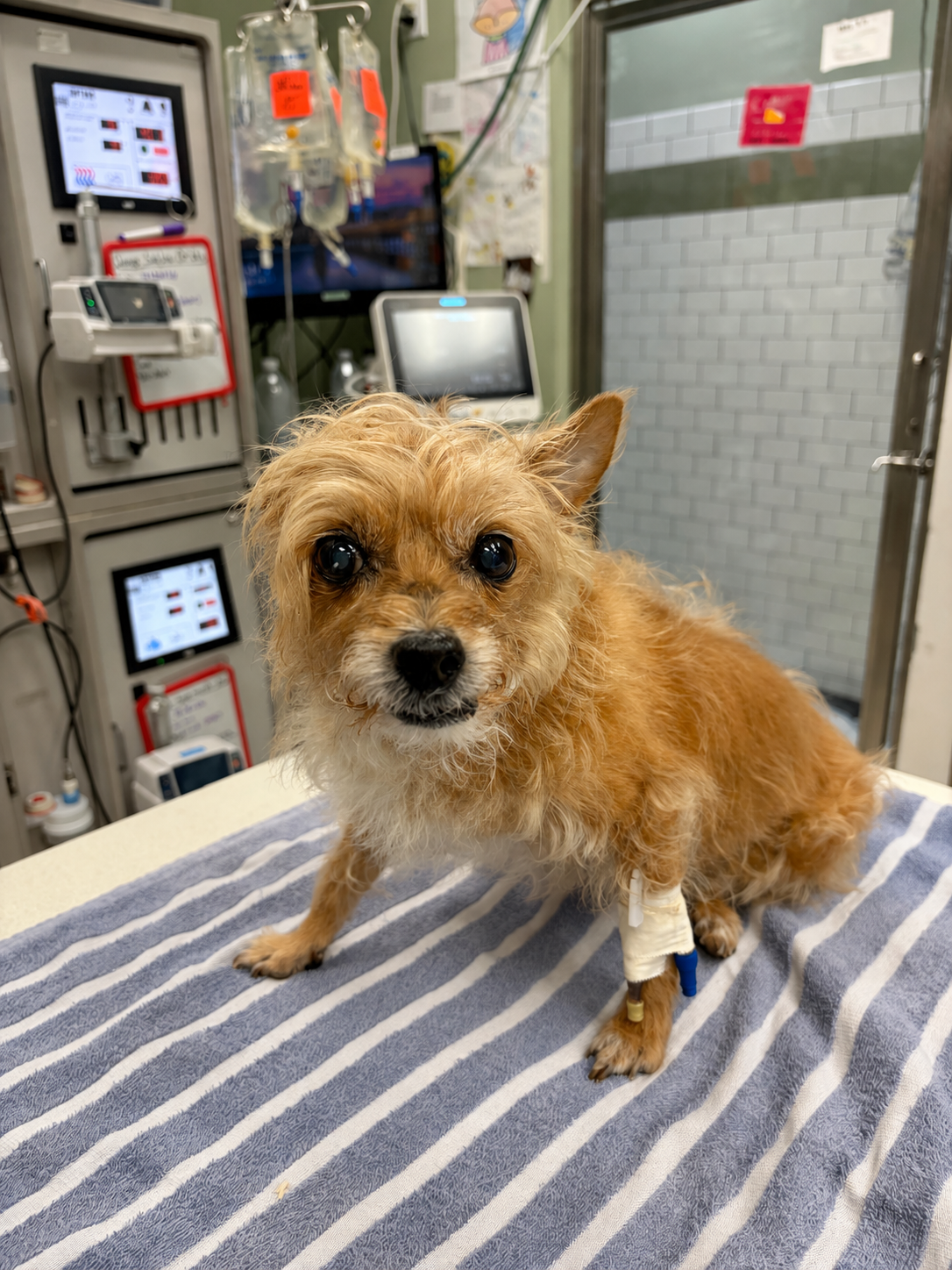 LILLY RUSHED TO EMERGENCY IN SEVERE RESPIRATORY DISTRESS! campaign photo, 4 of 6
