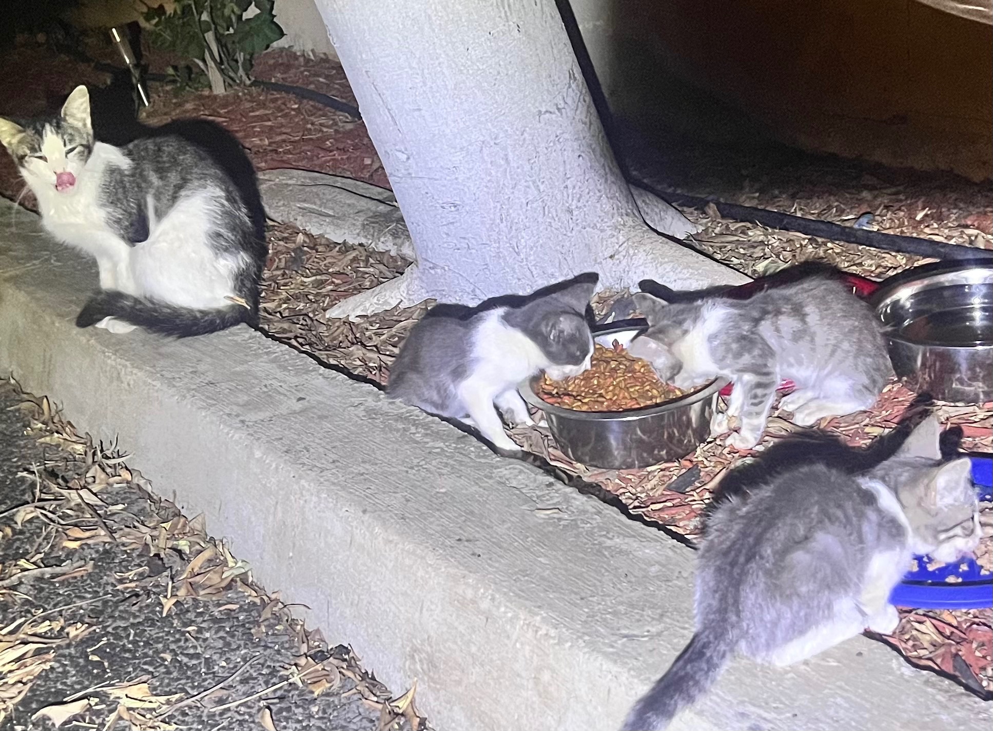 PLEASE HELP ME RESCUE THIS FAMILY OF KITTENS AND THEIR MOMMY campaign photo, 4 of 5