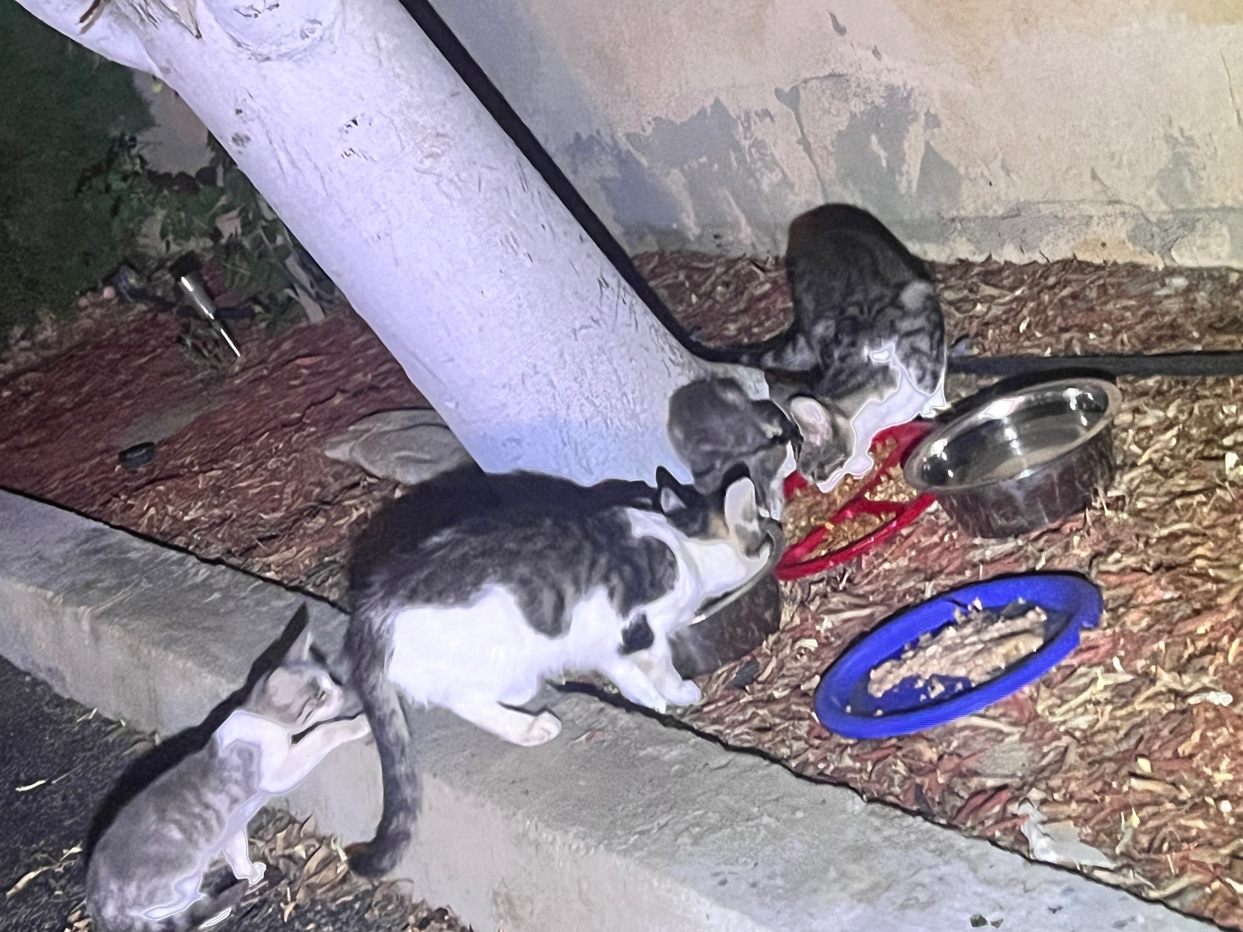 PLEASE HELP ME RESCUE THIS FAMILY OF KITTENS AND THEIR MOMMY campaign photo, 2 of 5