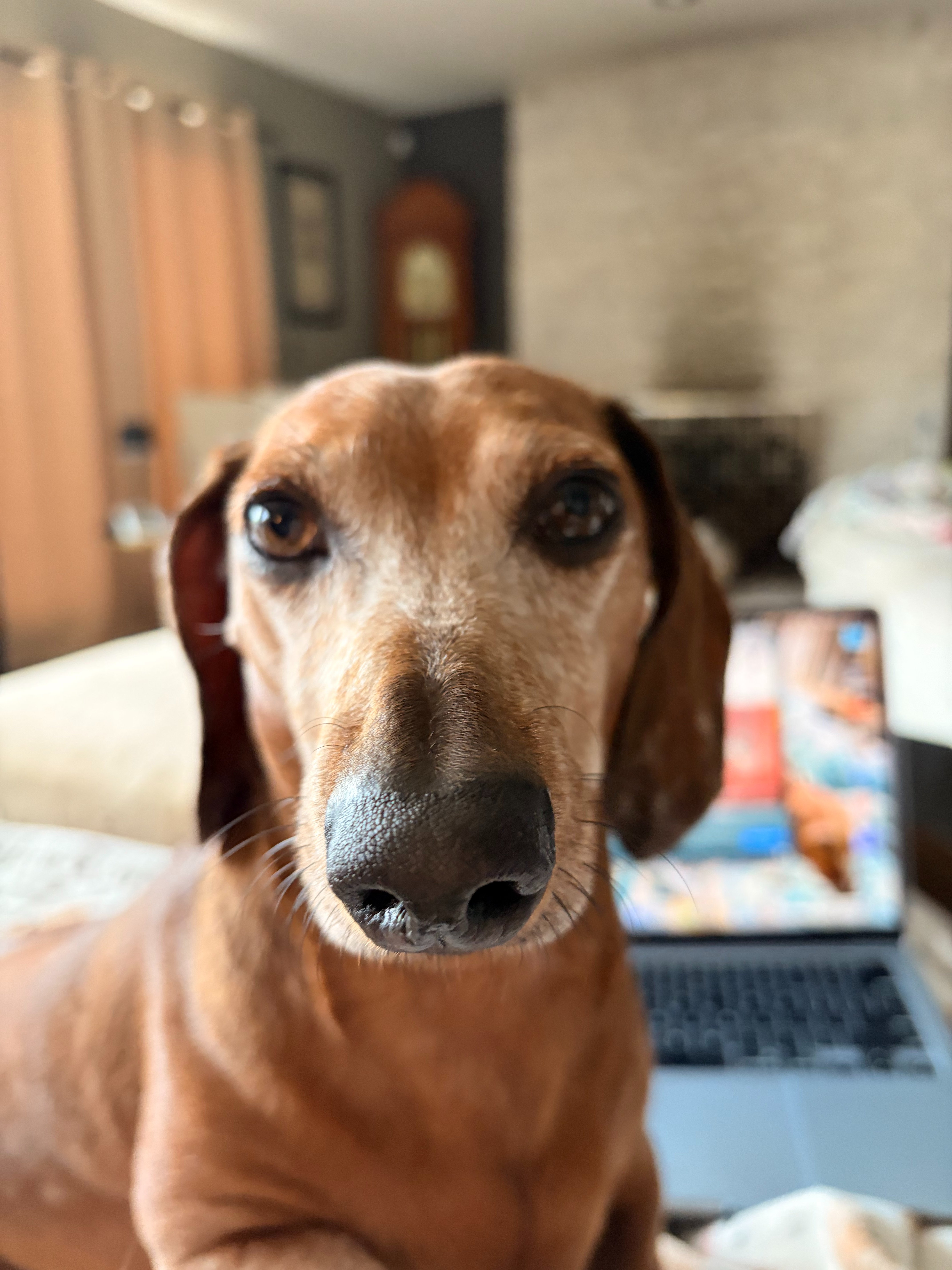 Little Dog, Big Fight: Help Ringo Beat Cancer campaign photo, 2 of 8