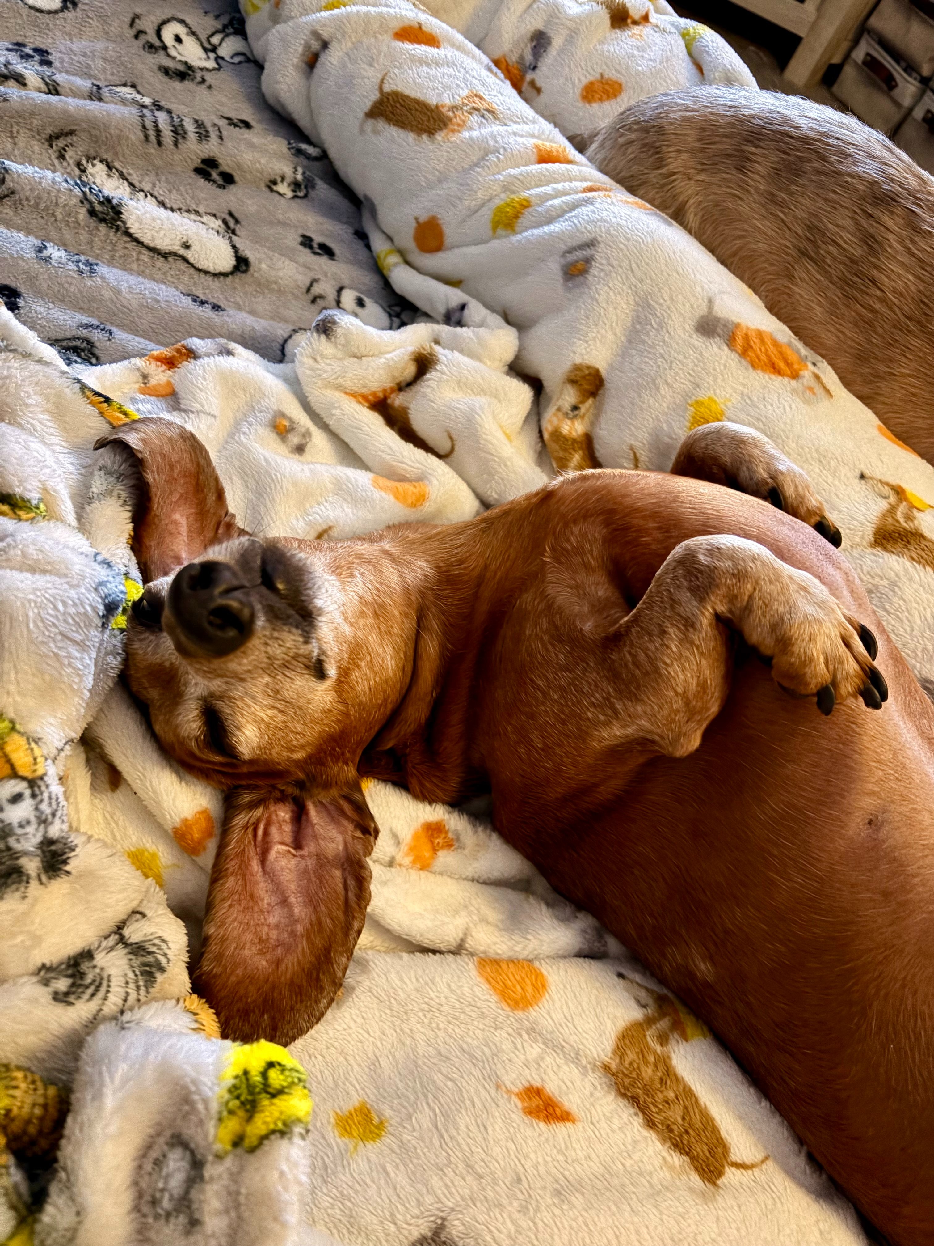 Little Dog, Big Fight: Help Ringo Beat Cancer campaign photo, 4 of 8