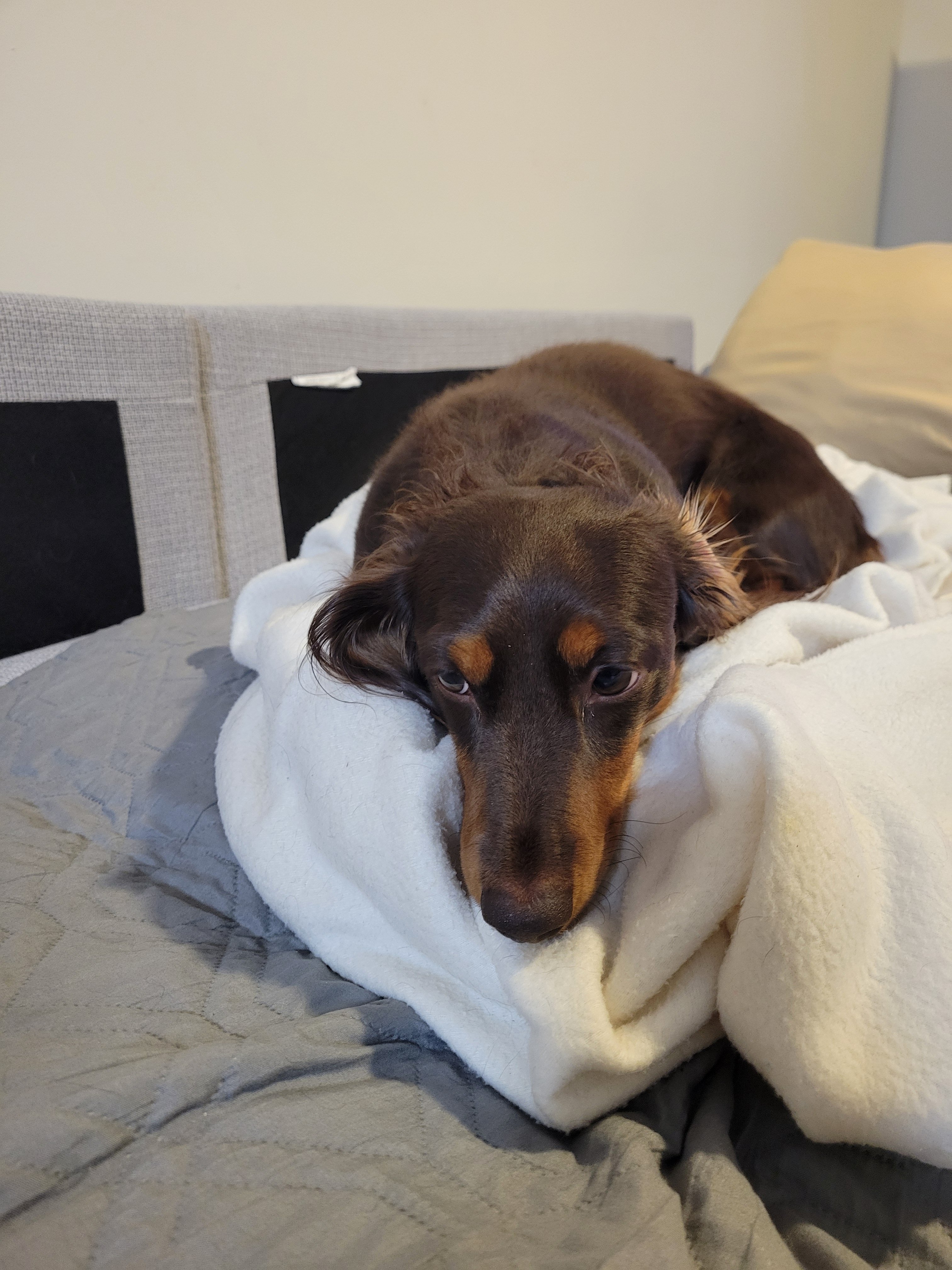 Help kathy and dogs stay together and housed campaign photo, 5 of 8