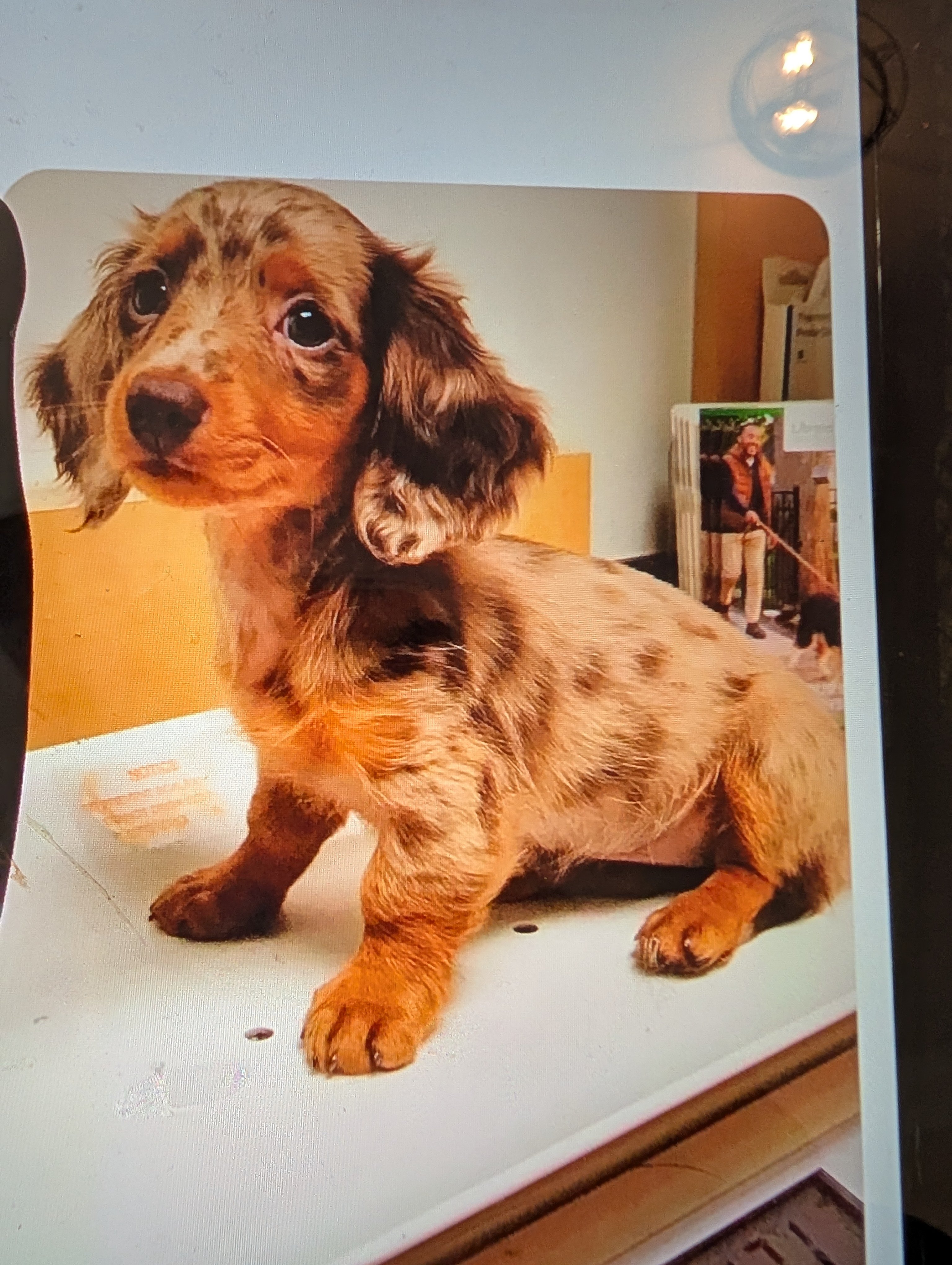 Help kathy and dogs stay together and housed campaign photo, 4 of 8