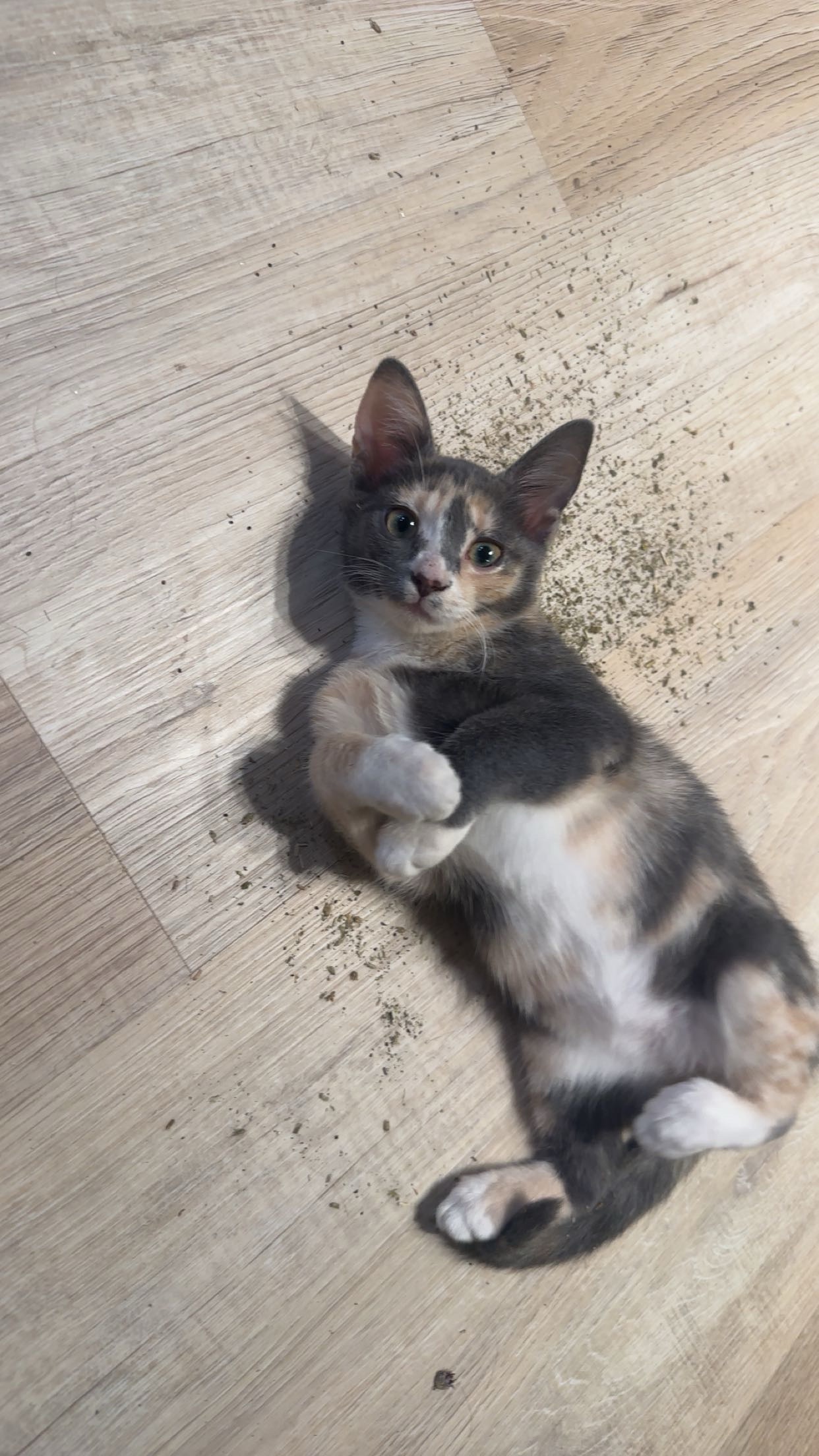 Donate to Little Lion's Cat Rescue in Birmingham campaign photo, 5 of 6