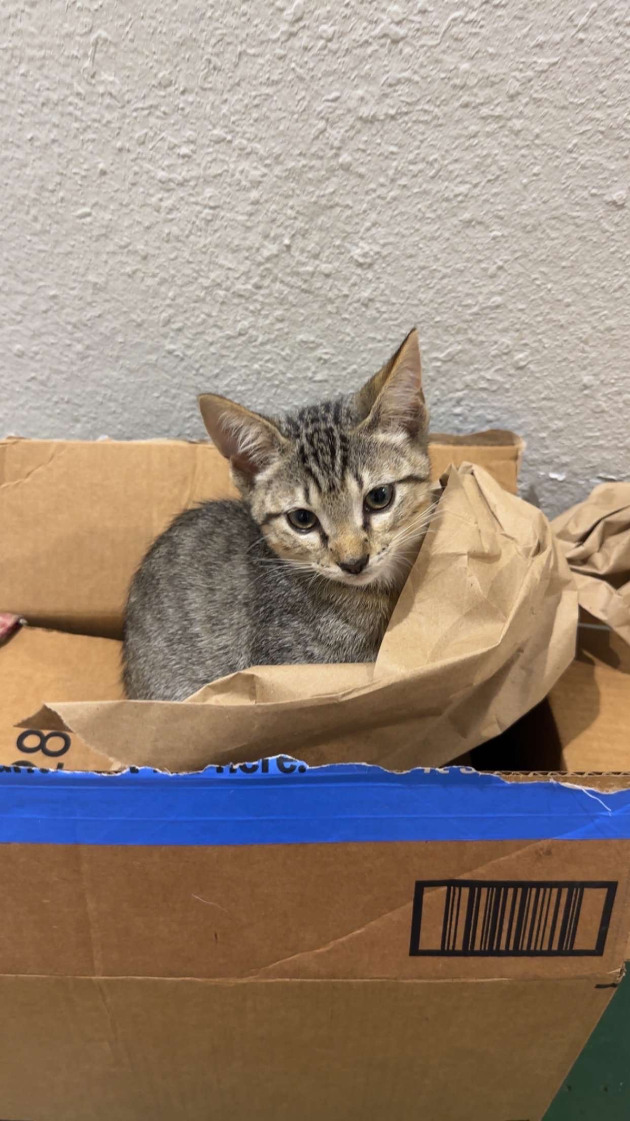 Donate to Little Lion's Cat Rescue in Birmingham campaign photo, 2 of 6