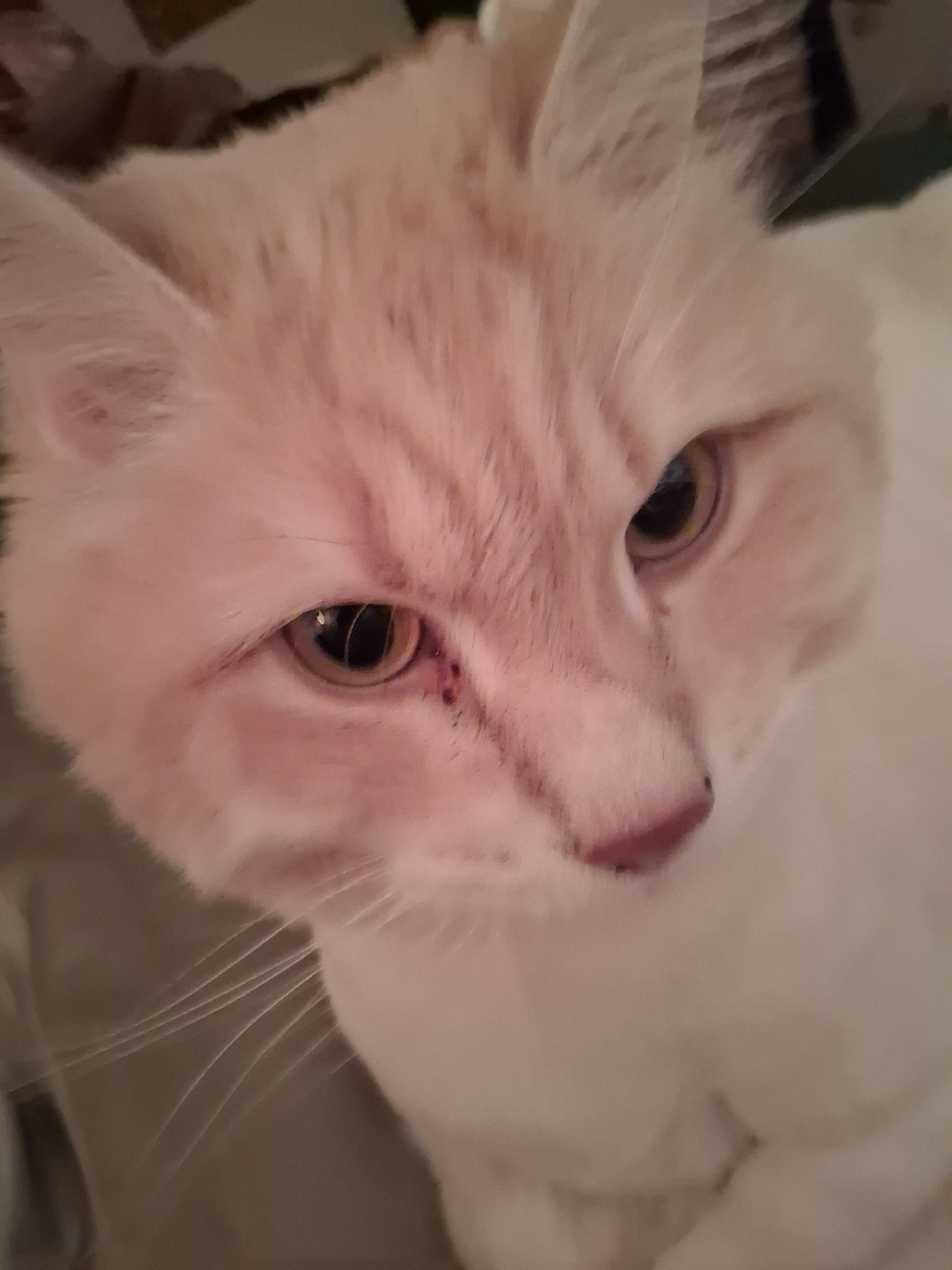 Help Duane, Lori, and Kitties Through Hard Times campaign photo, 2 of 6