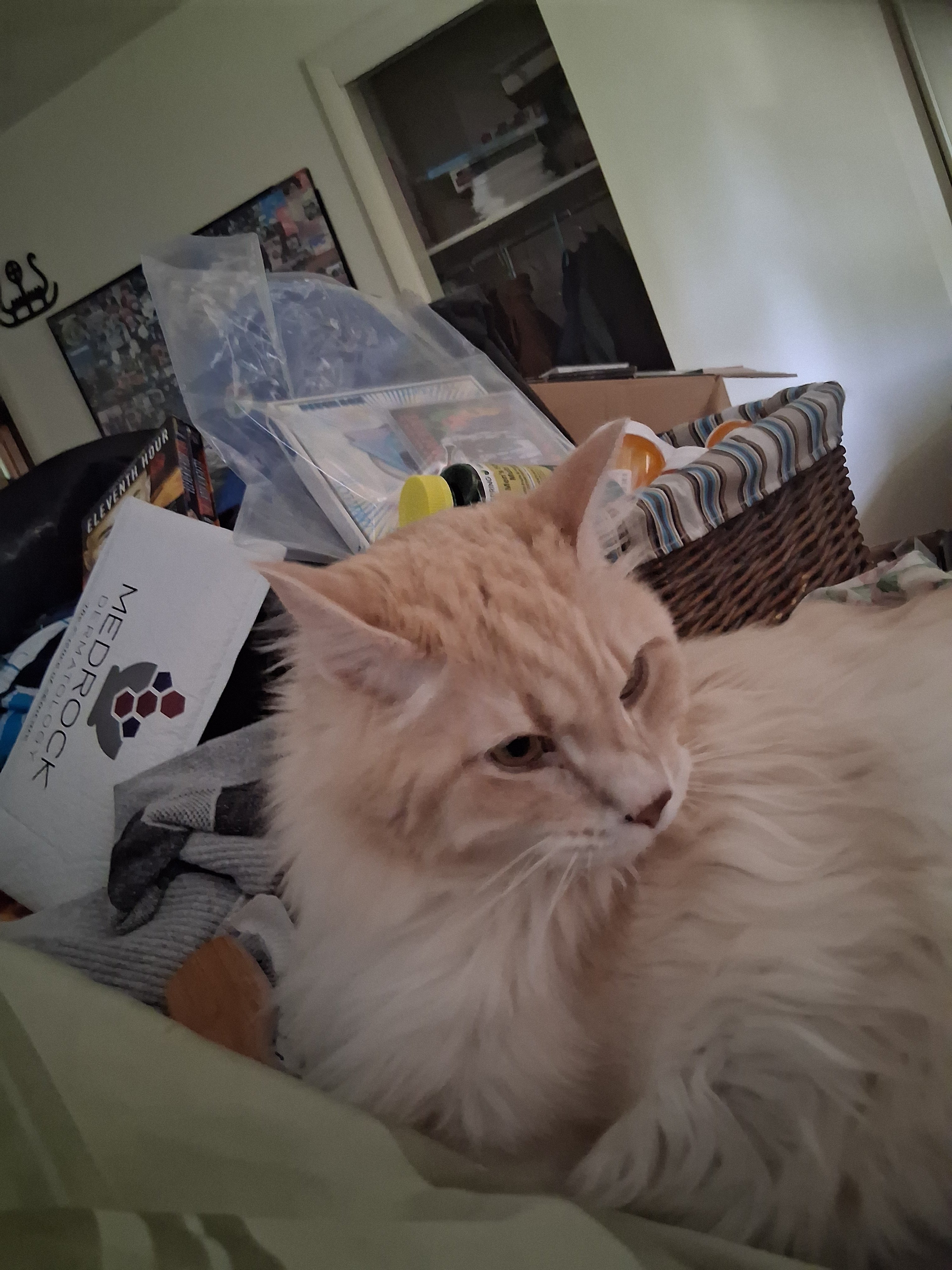 Help Duane, Lori, and Kitties Through Hard Times campaign photo, 4 of 6