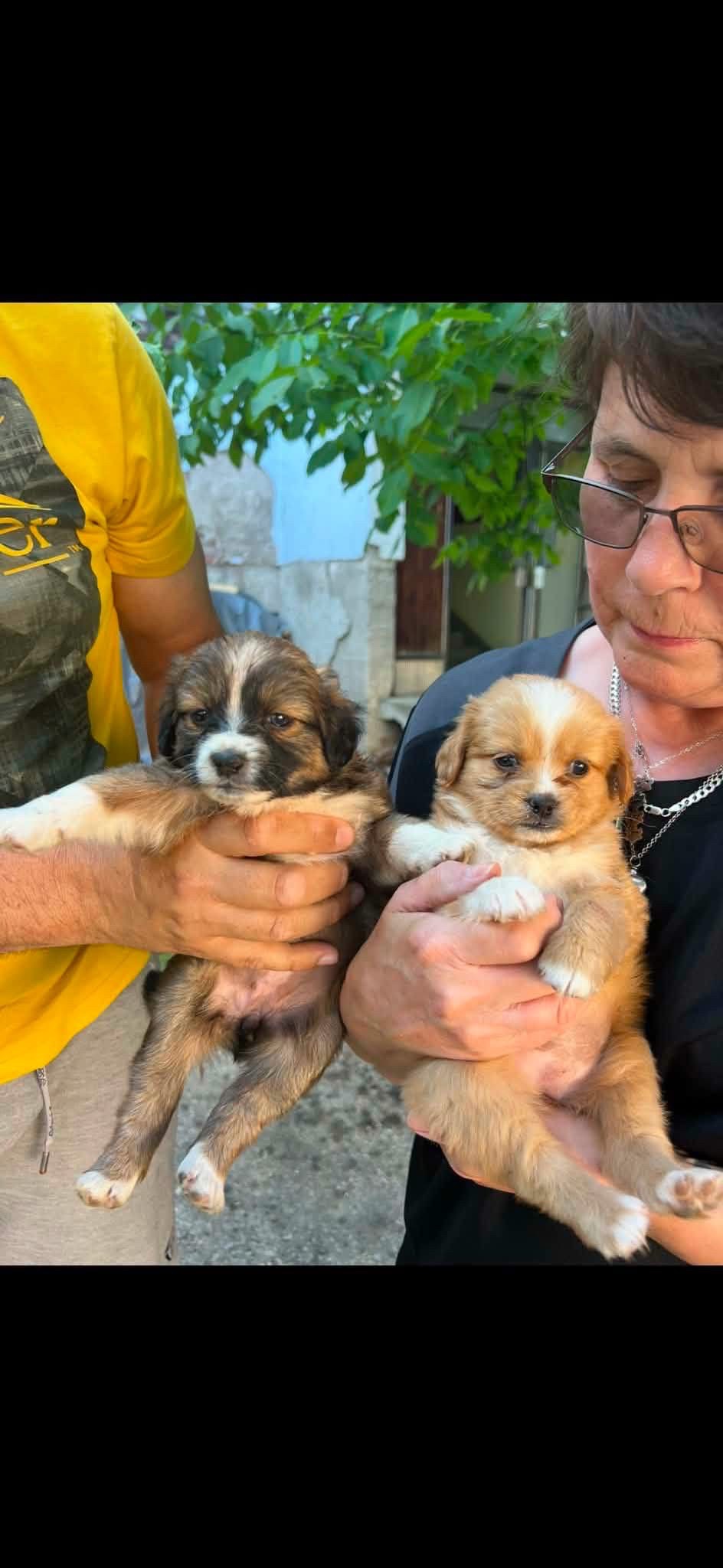Saving Buddy for life dog rescue! campaign photo, 2 of 8