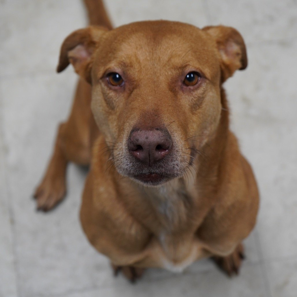 Help Bitsy Complete Her Heartworm Treatment campaign photo, 4 of 5