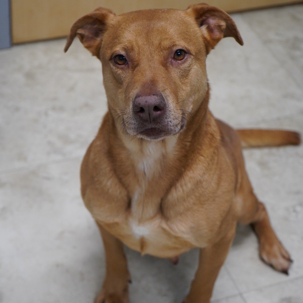 Help Bitsy Complete Her Heartworm Treatment campaign photo, 2 of 5