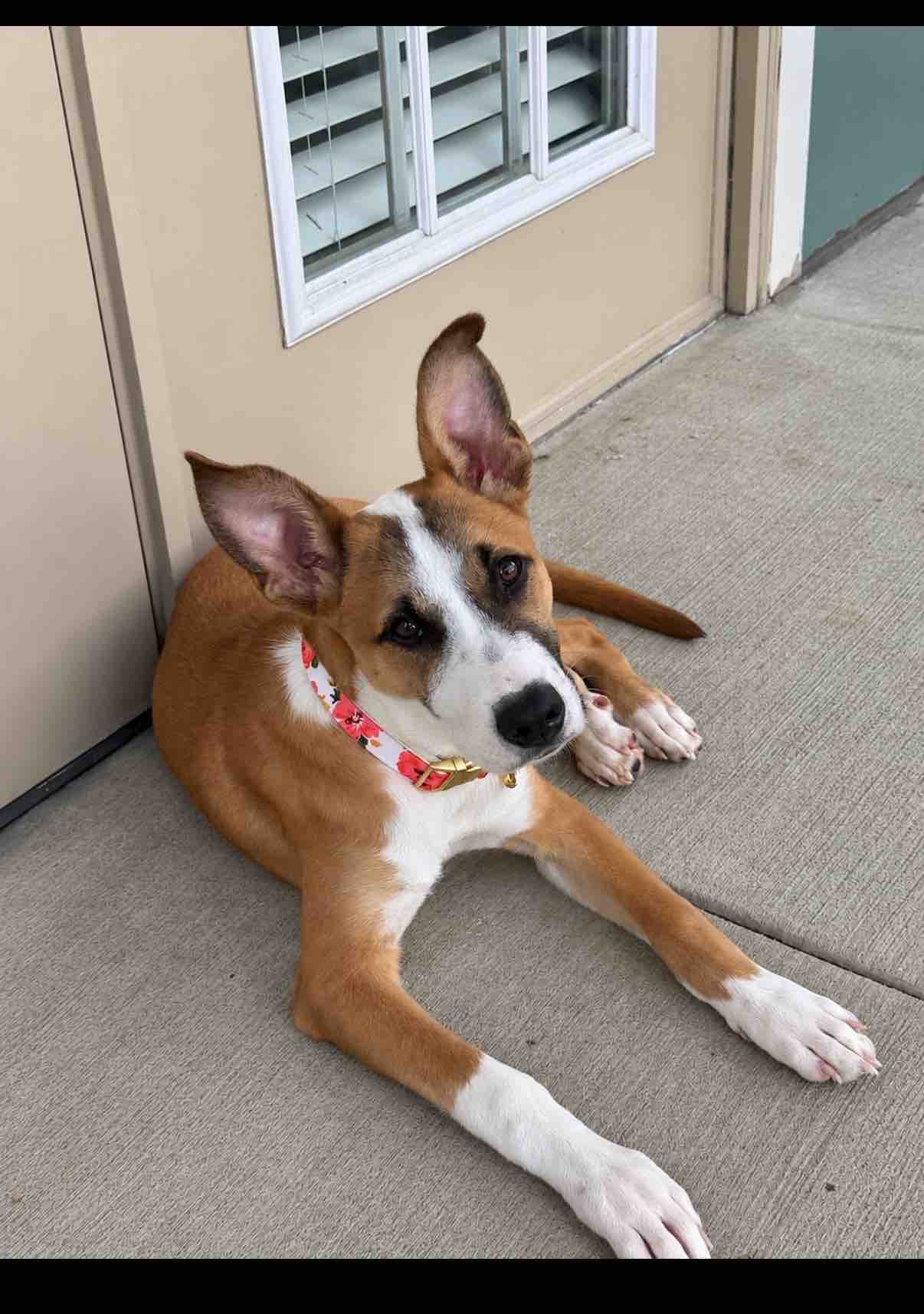Help All The Dogs Provide Care for TMAS Dogs  campaign photo, 2 of 8