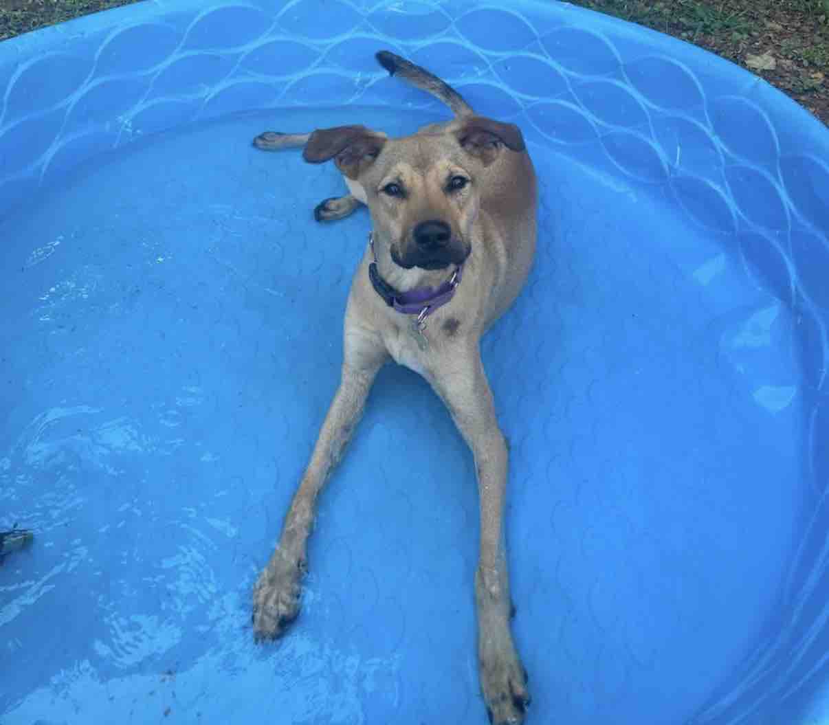 Help All The Dogs Provide Care for TMAS Dogs  campaign photo, 5 of 8