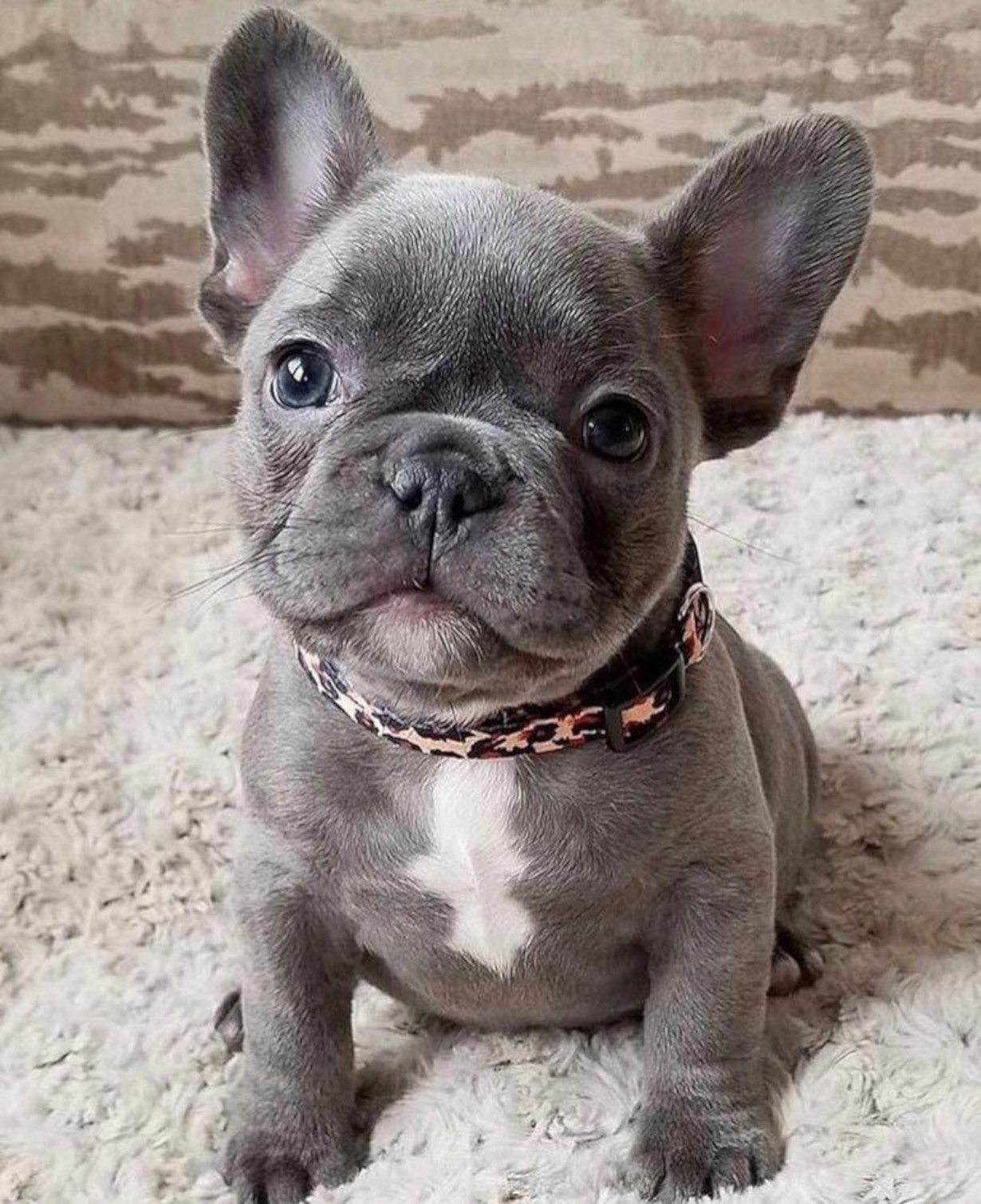 Help William Get an Emotional Support Frenchie campaign photo, 4 of 5