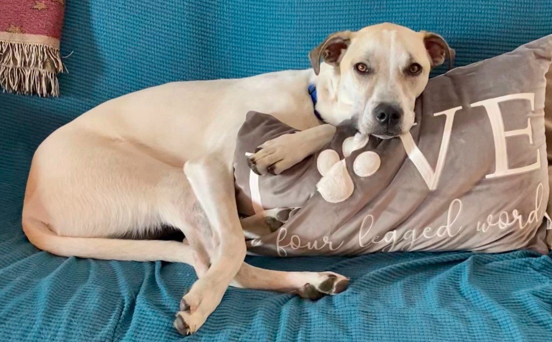 Help Kirby Fight His Way Back Home campaign photo, 5 of 8