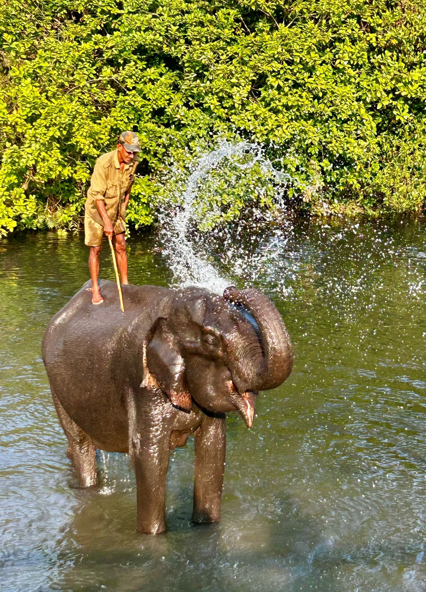 Create a kinder world for our gentle giants... campaign photo, 2 of 4